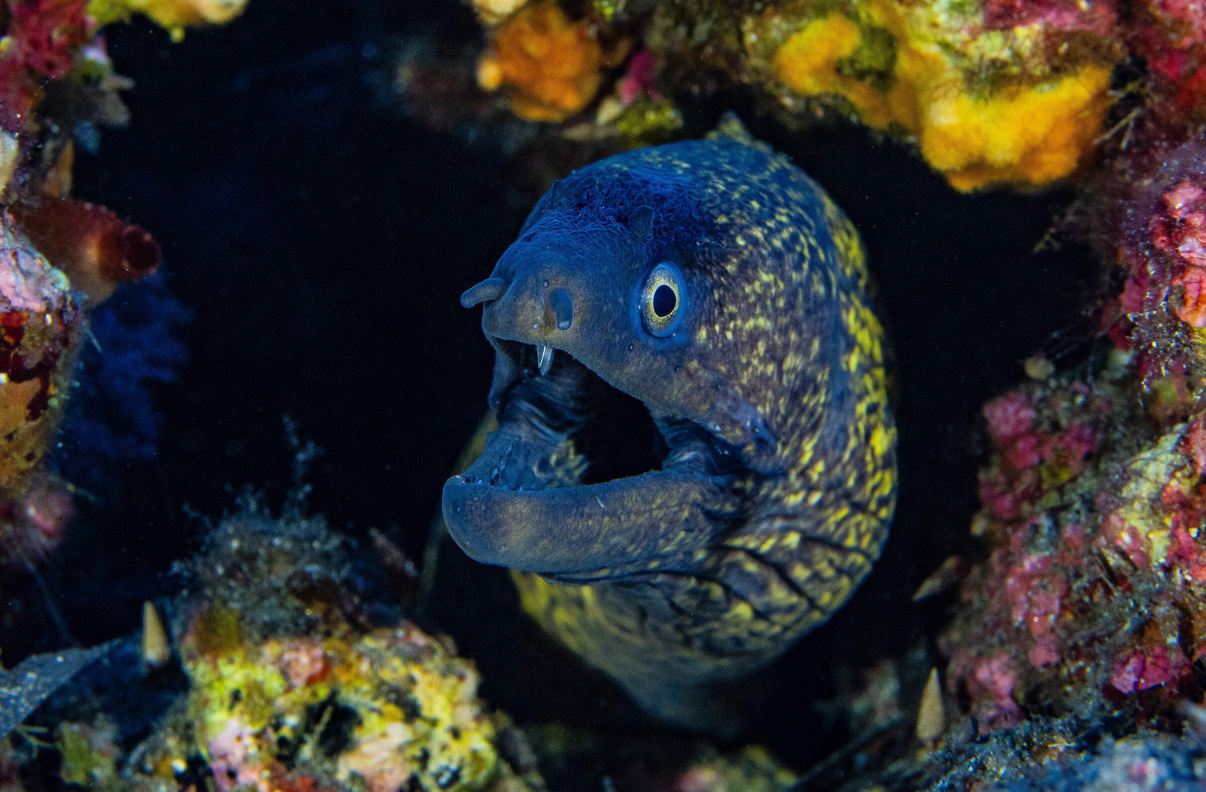 Muraena helena