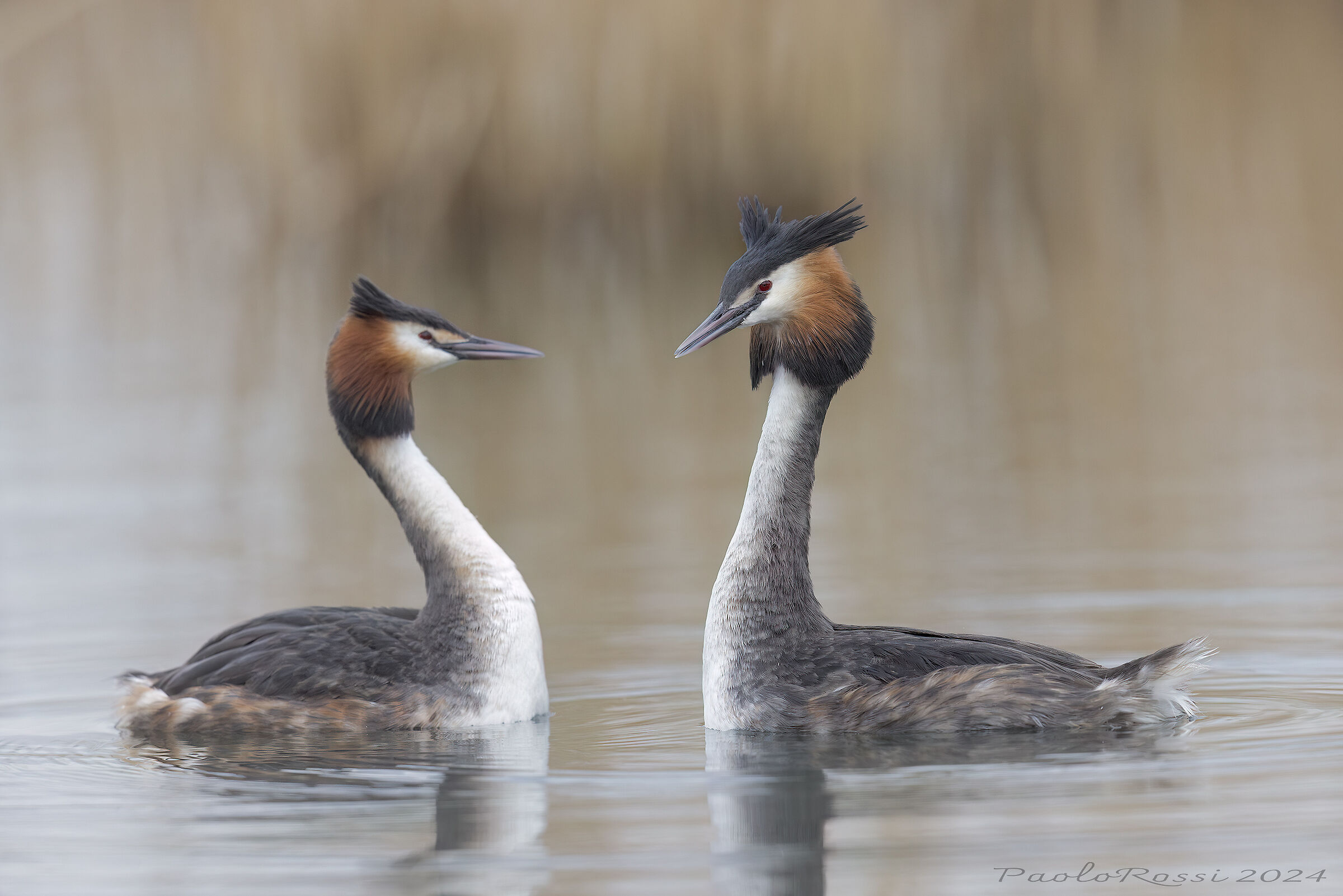 Grebes...