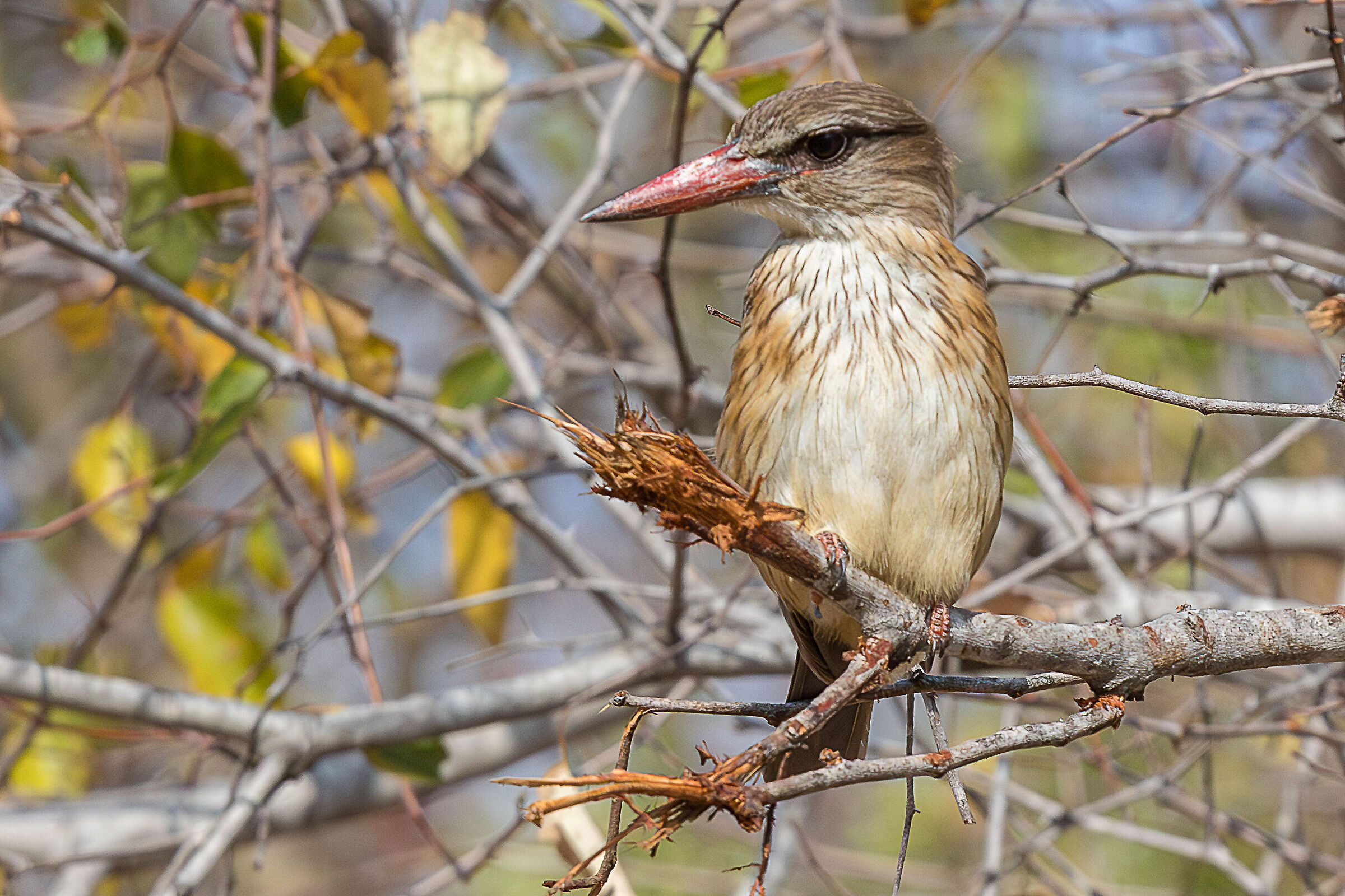 Martin pescatore capobruno (Halcyon Albiventris)