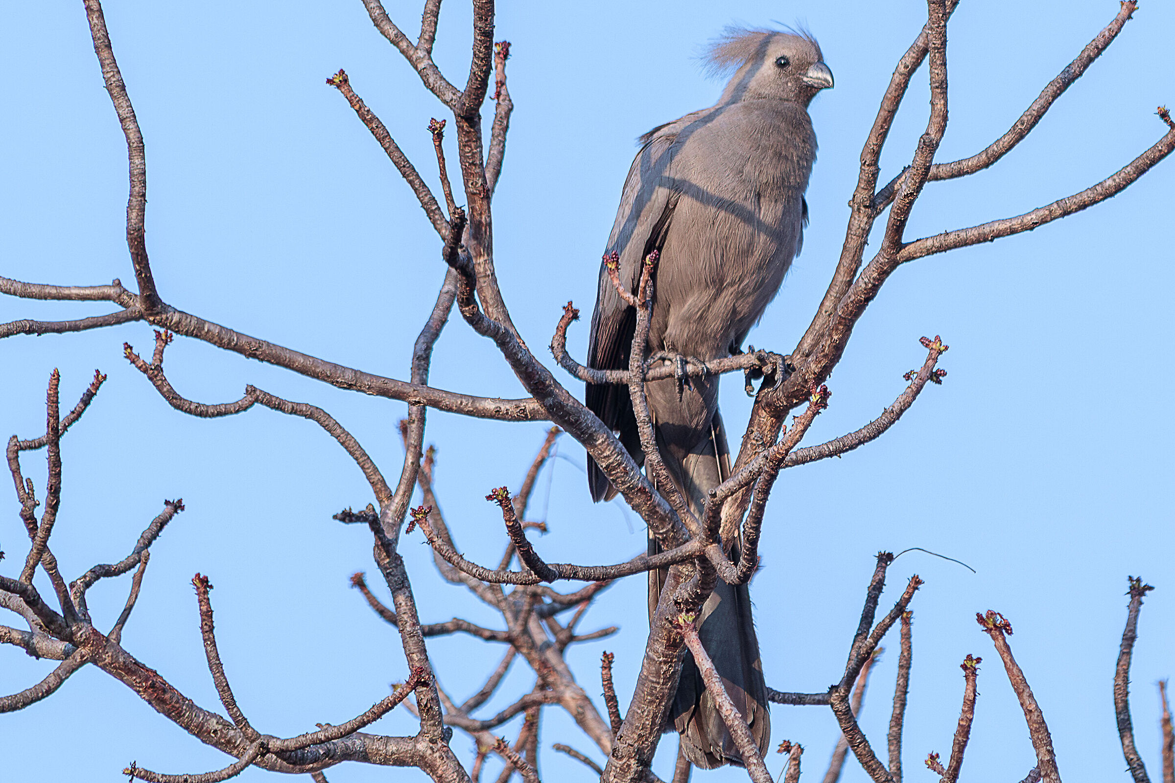 Turaco unicolore (Corythaixoides Concolor)