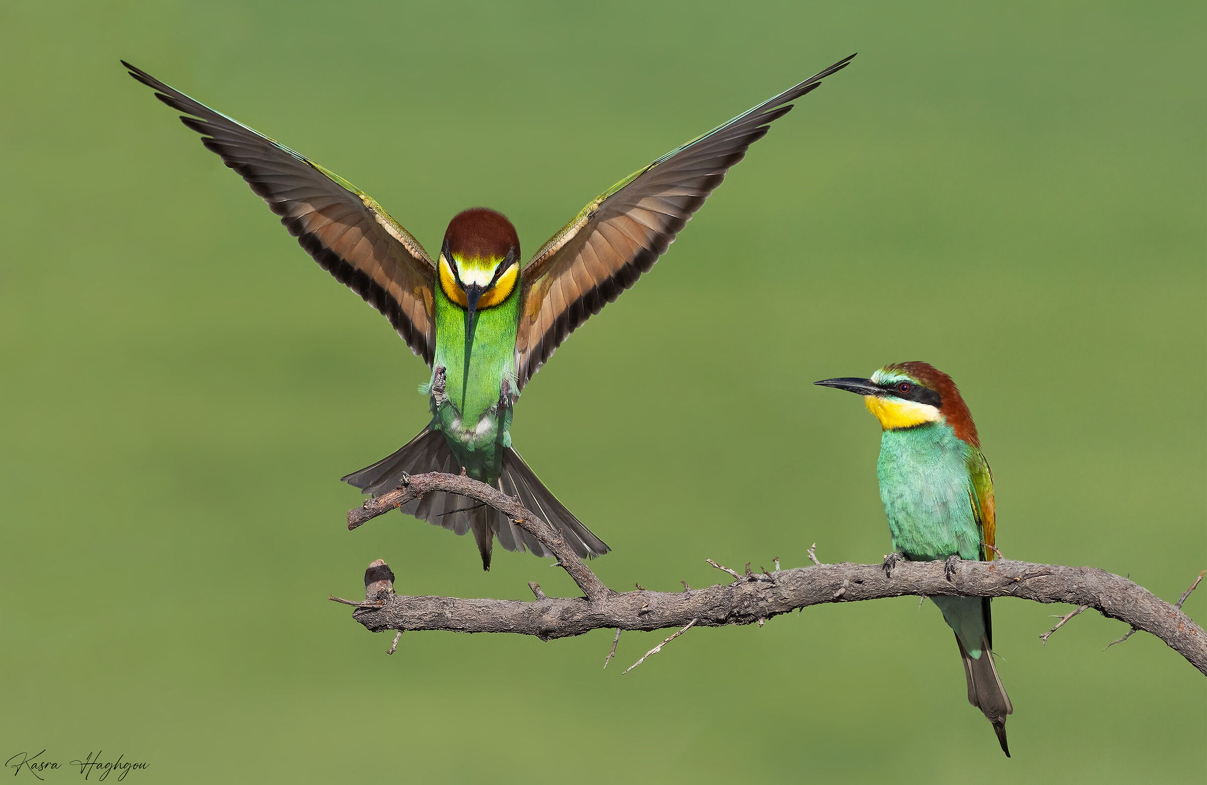 European bee-eater