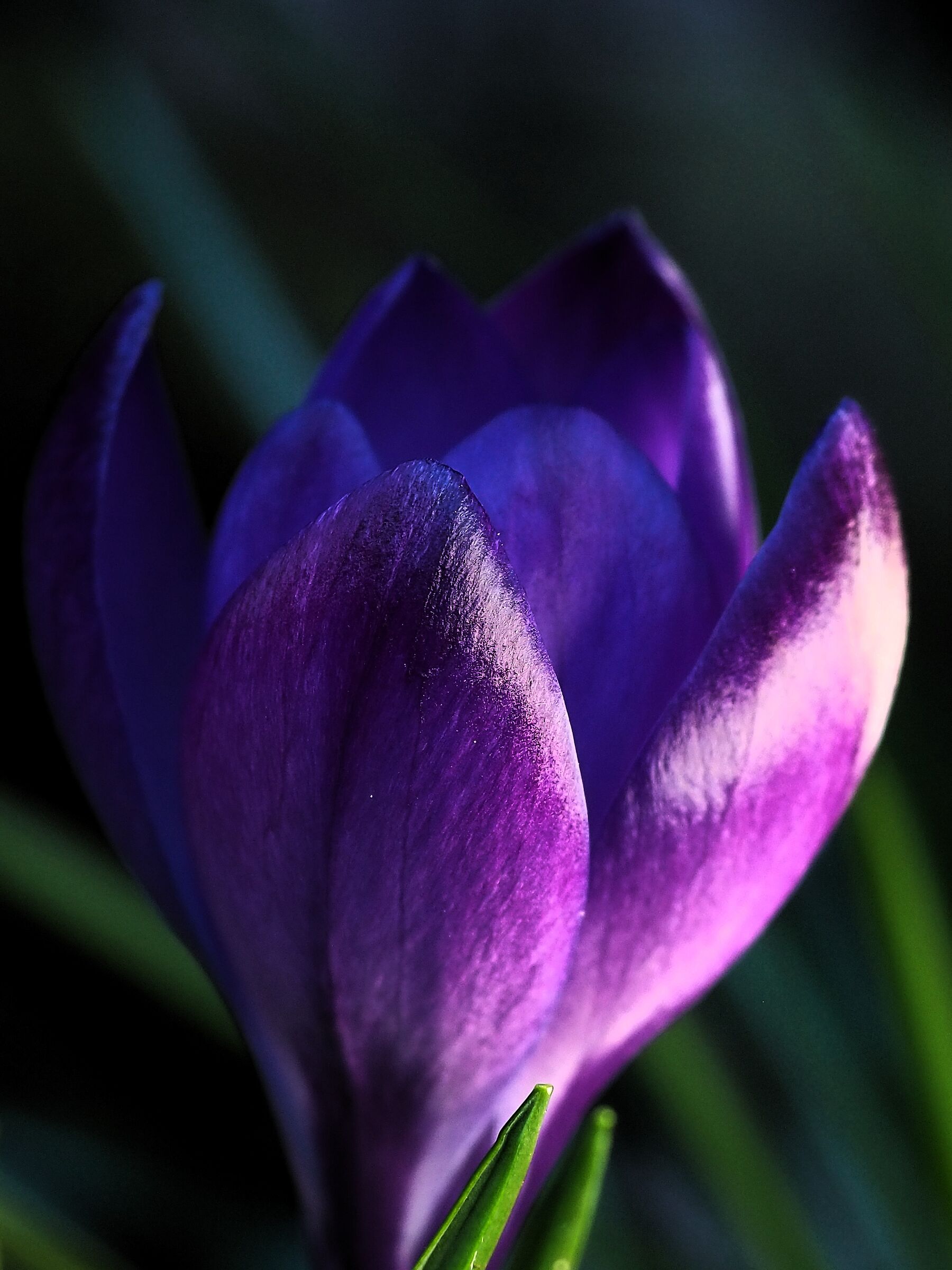 Crocus 1