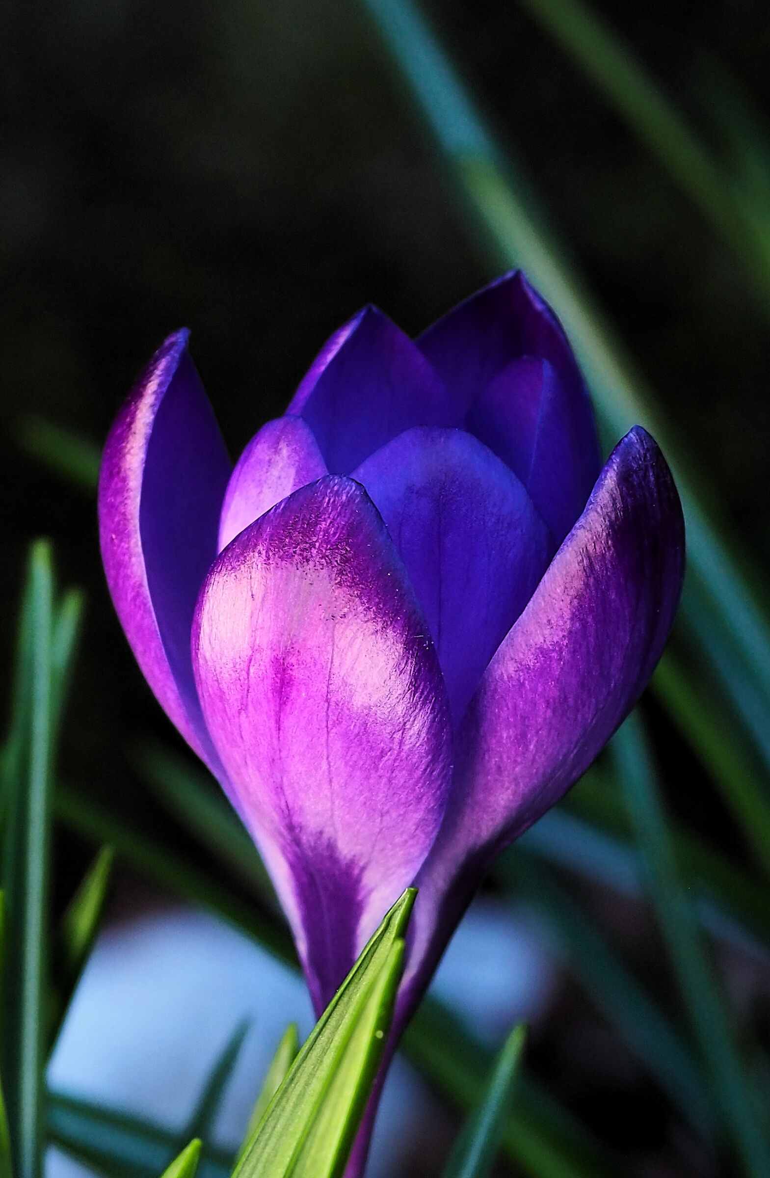 Crocus 2