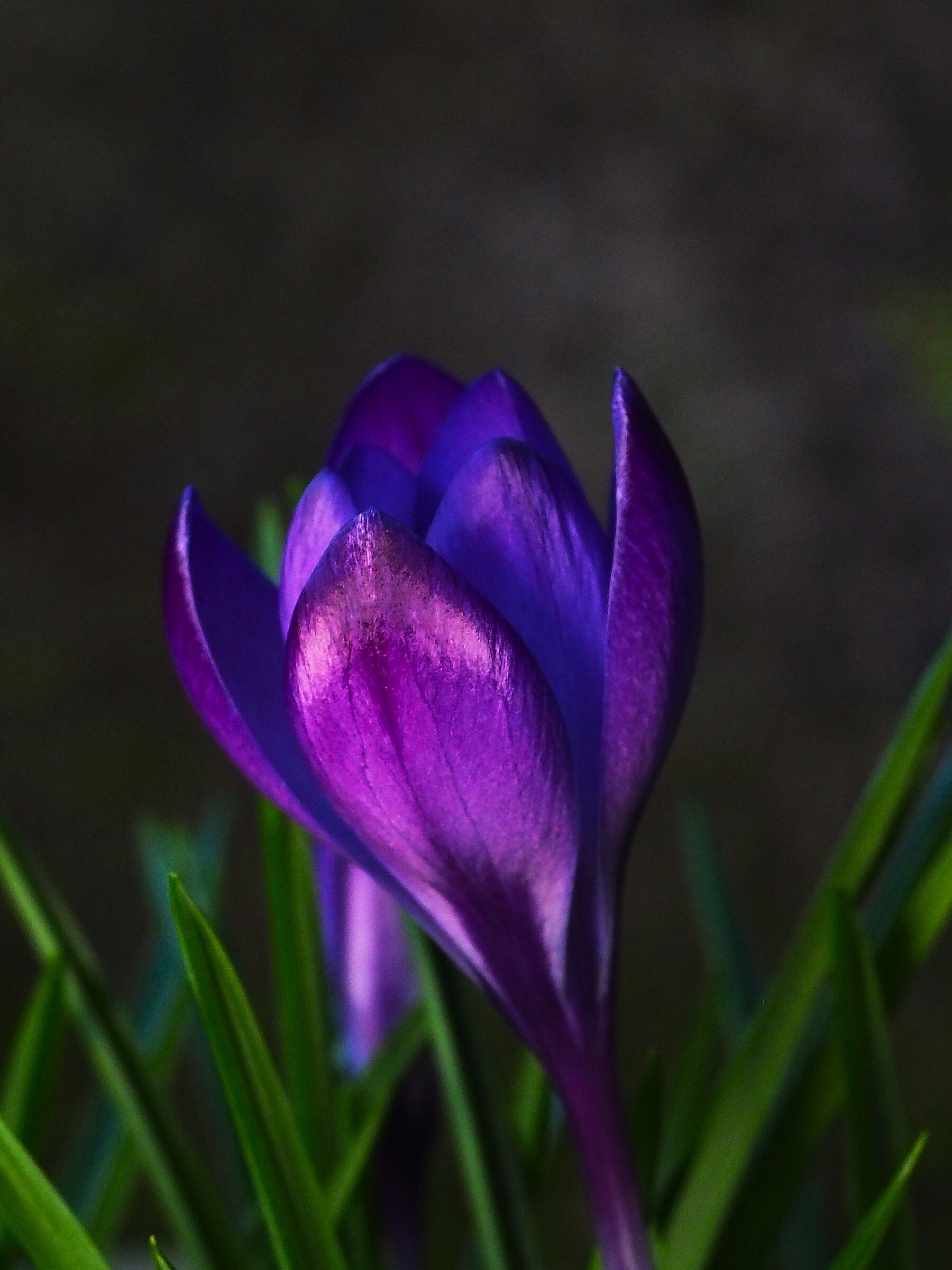 Crocus 3