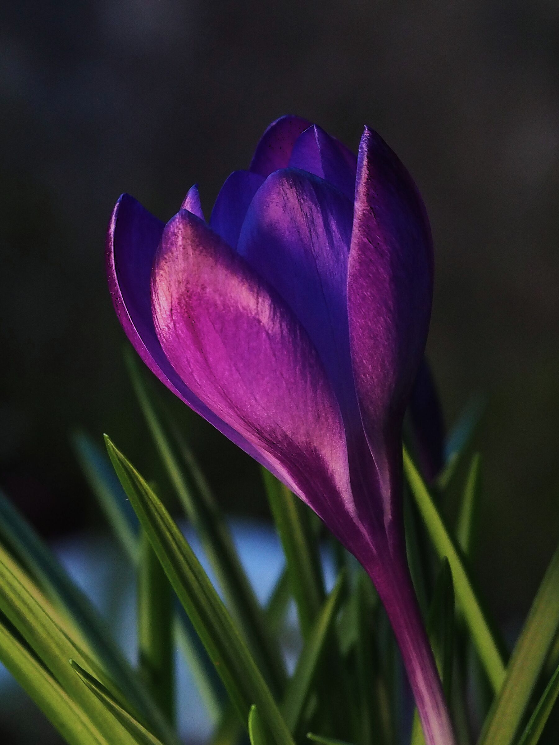 Crocus 4