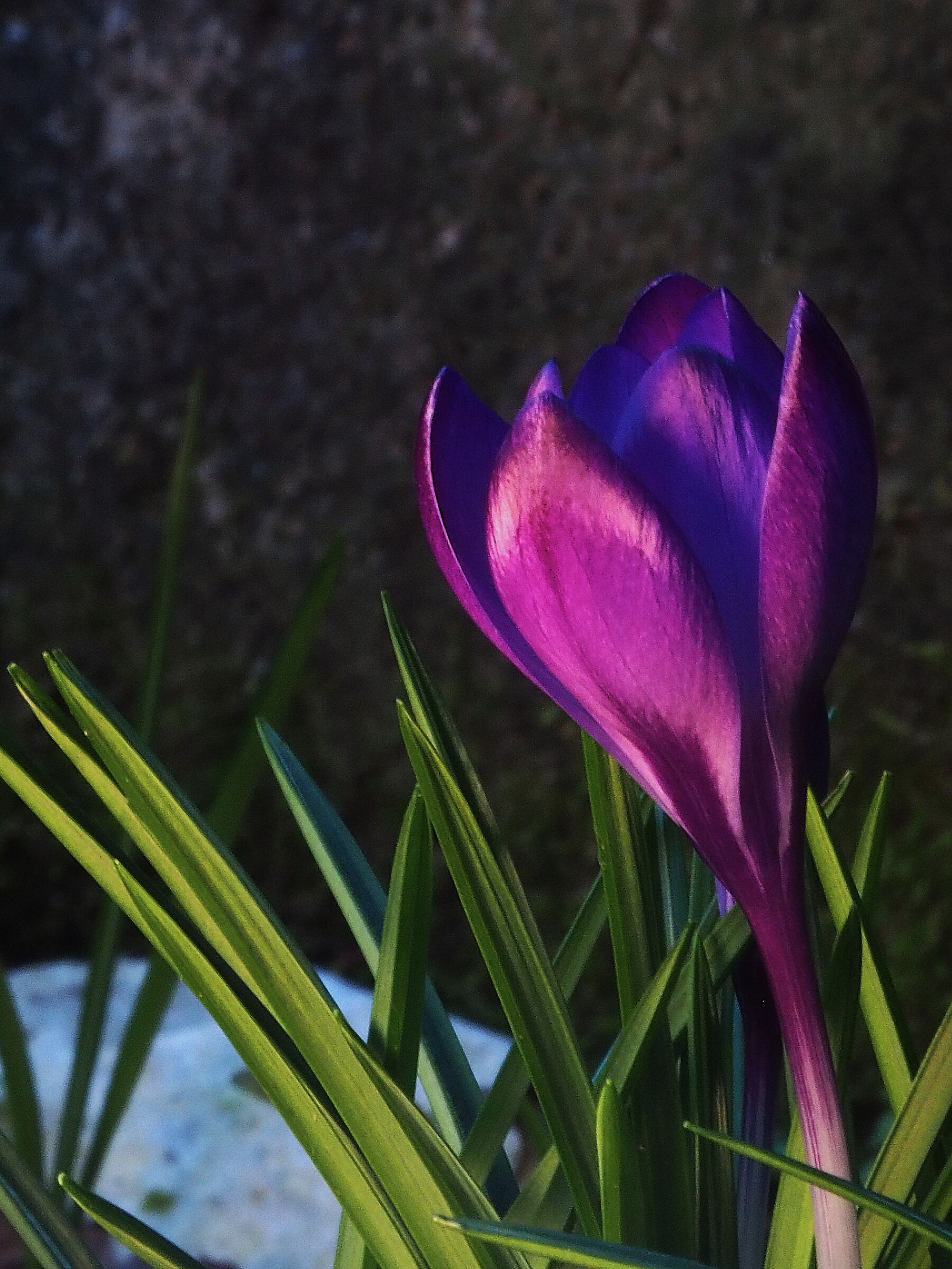 Crocus 6
