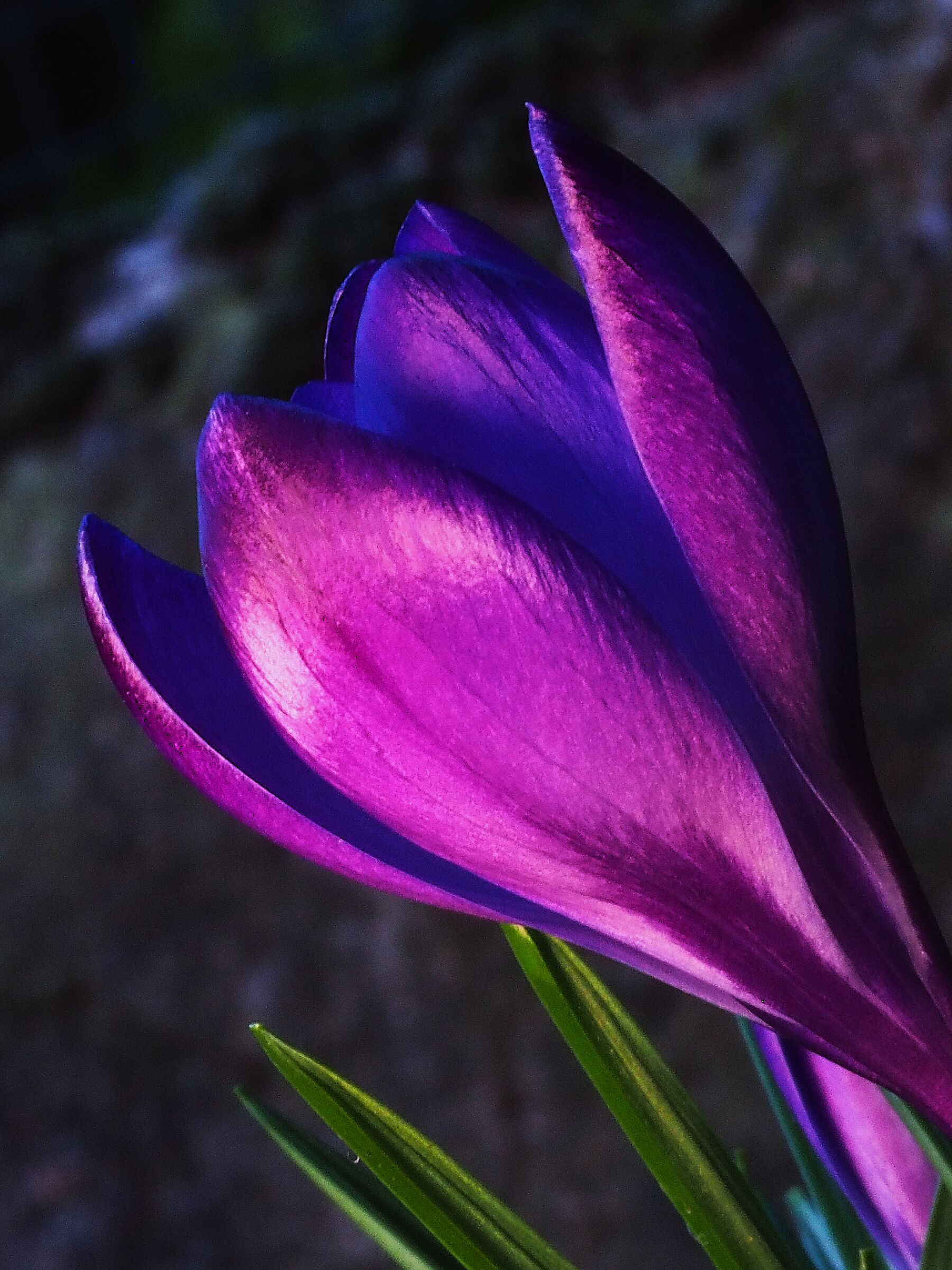 Crocus 7