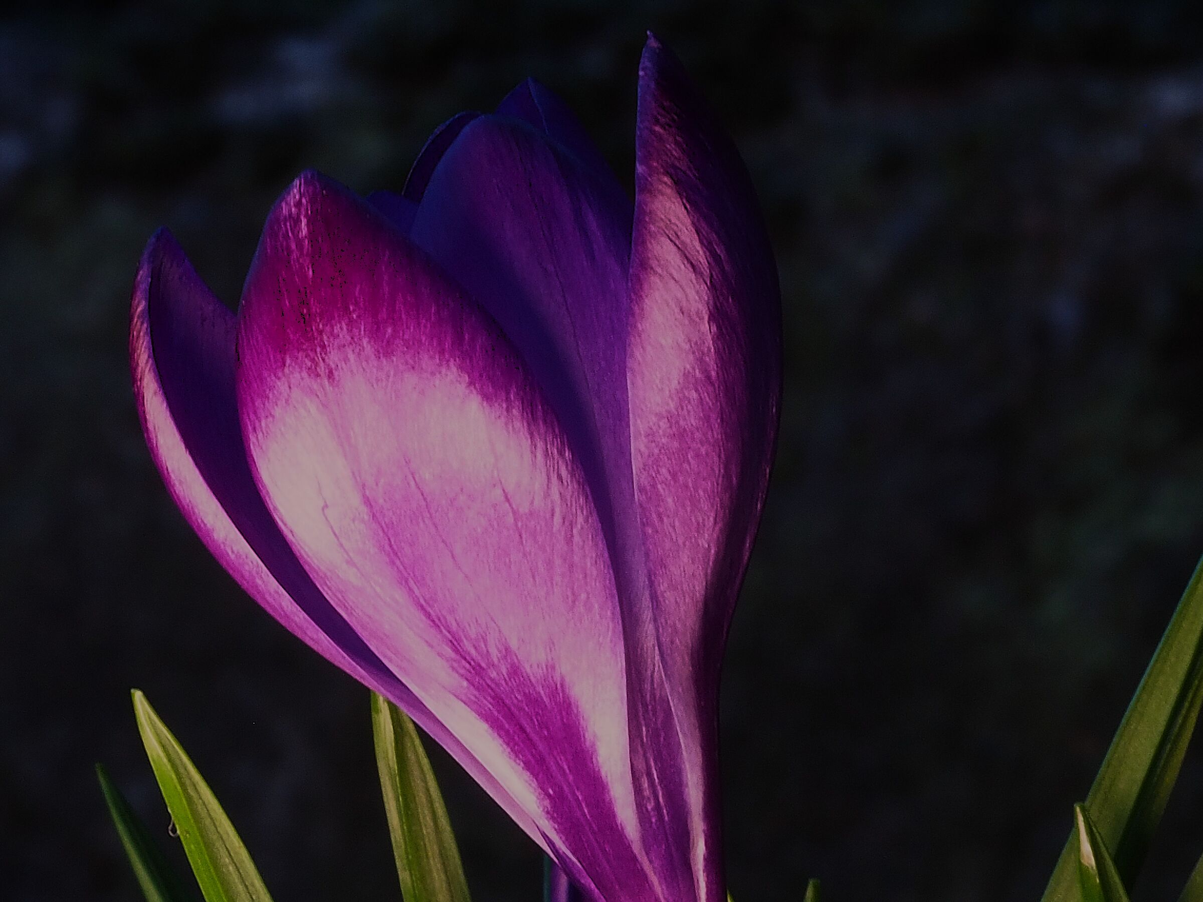 Crocus 8
