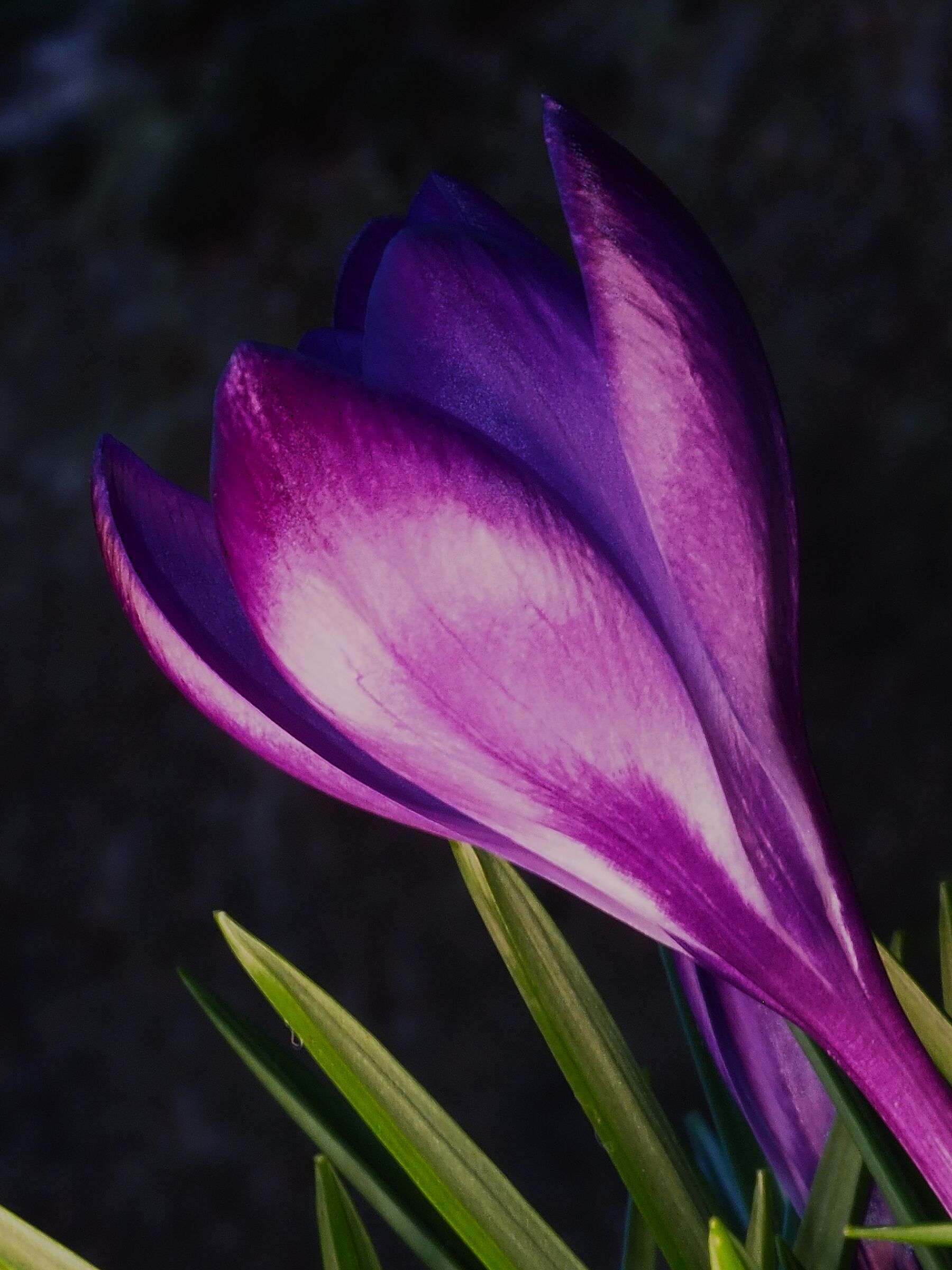 Crocus 9
