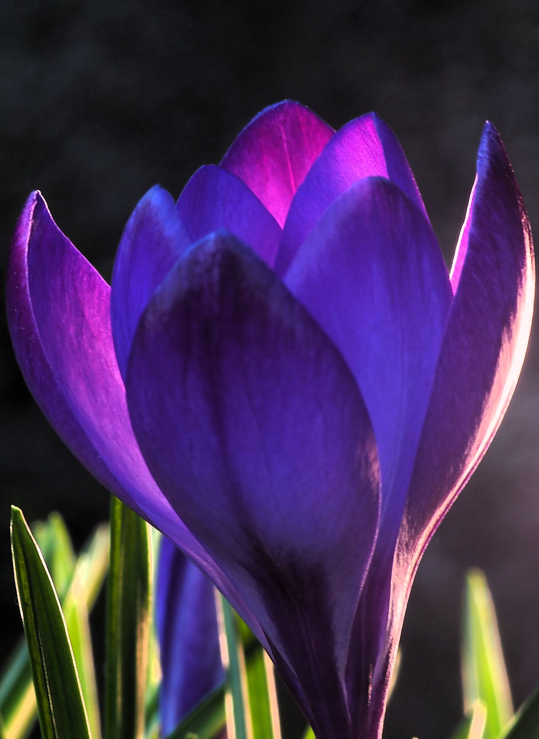 Crocus 10