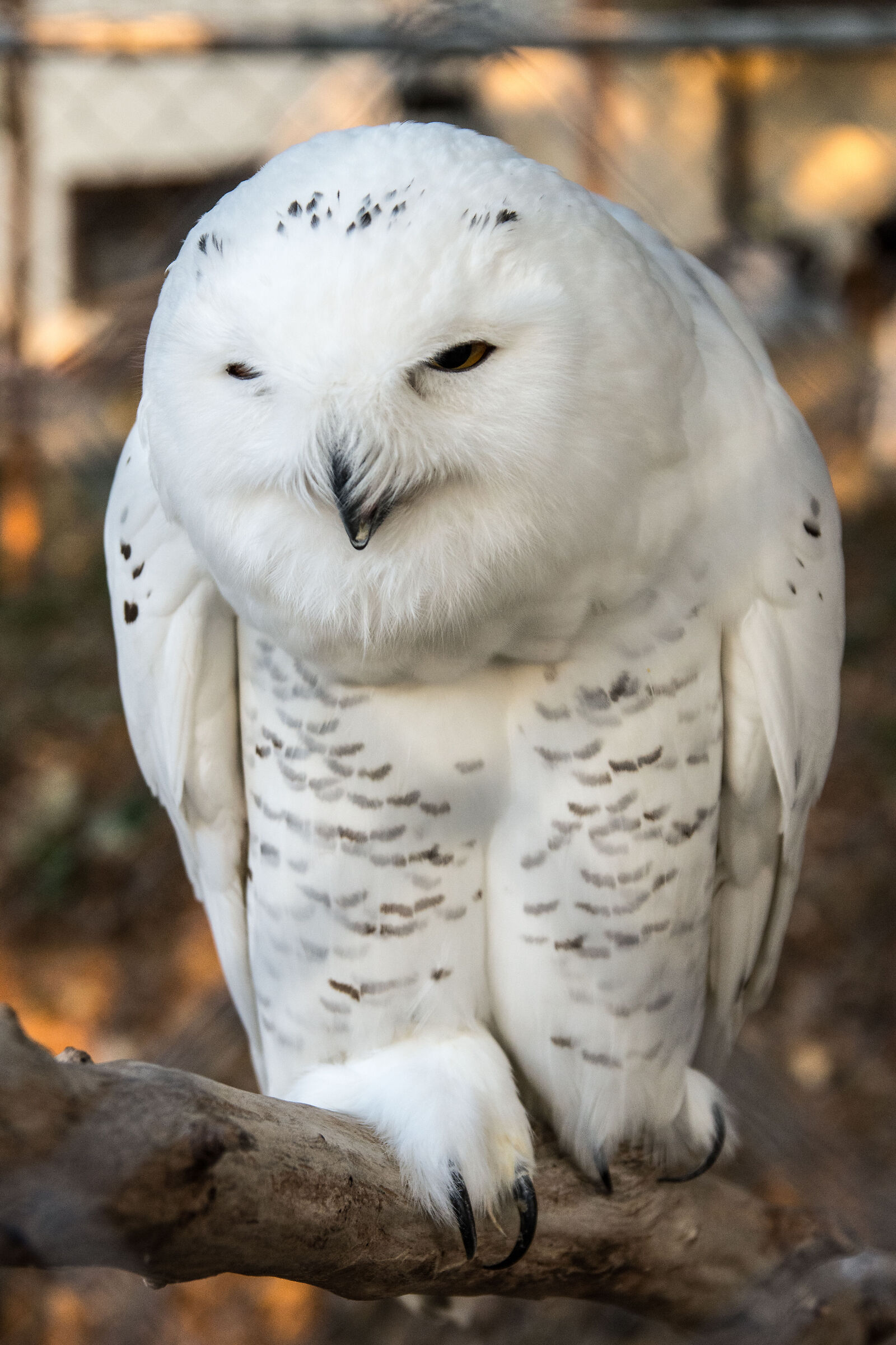 rapace
