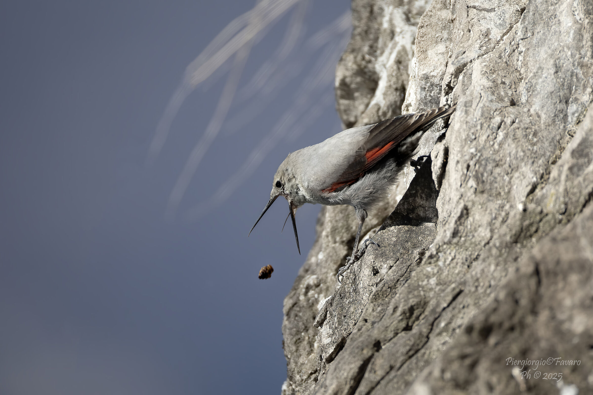 Wallcreeper