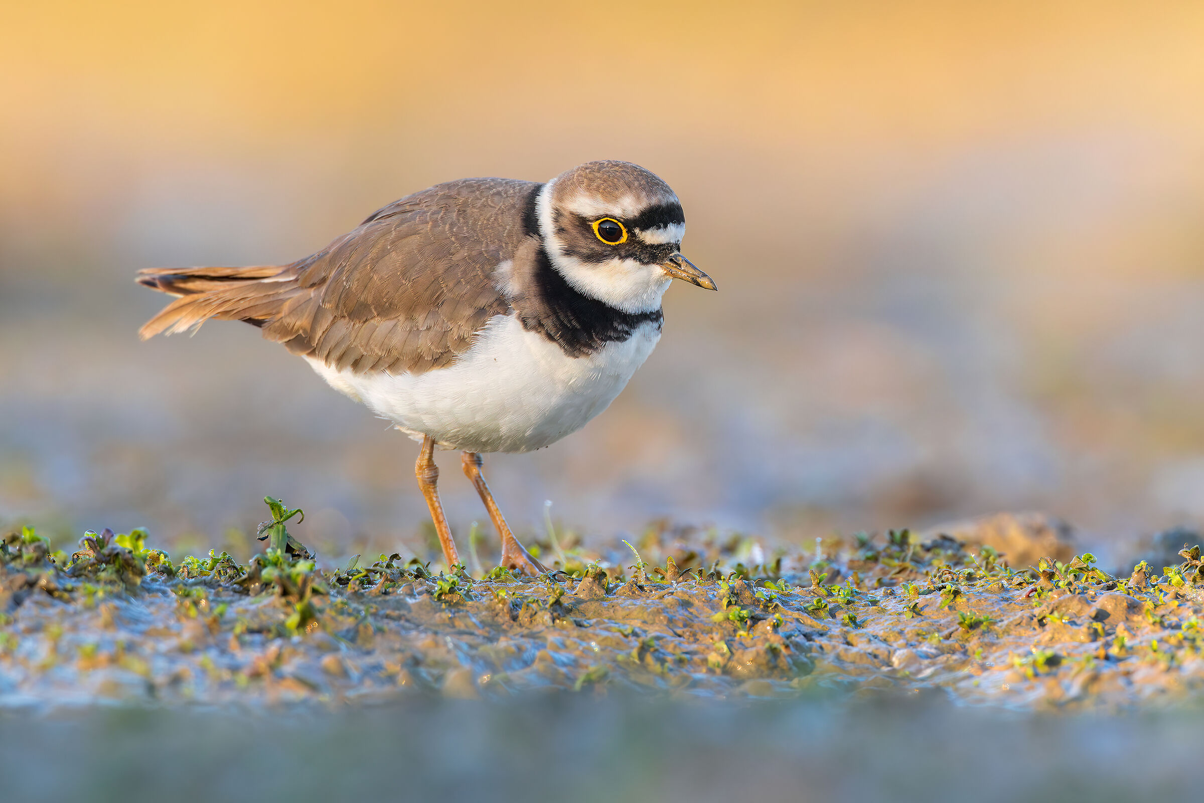 Little ringed plover