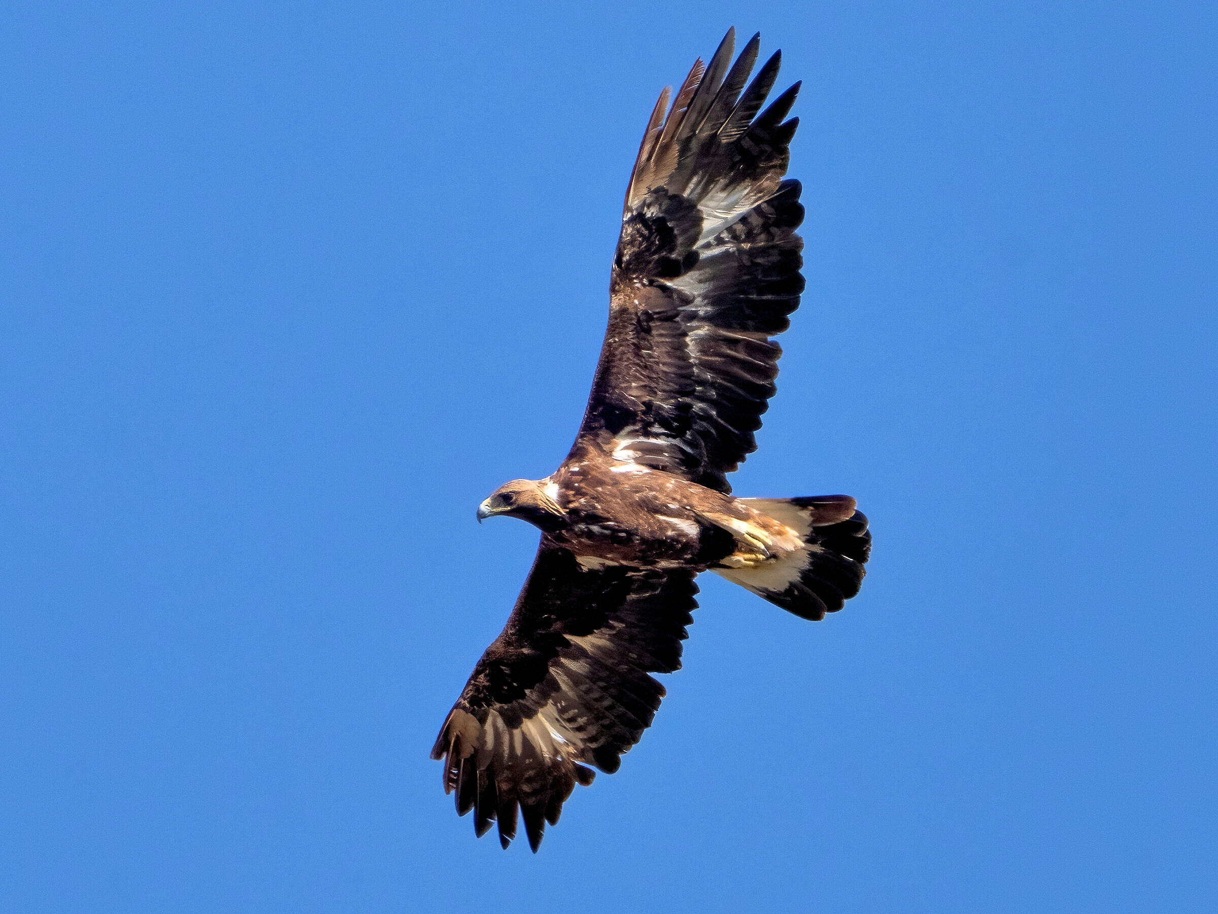 Golden Eagle (Aquila chrysaetos)