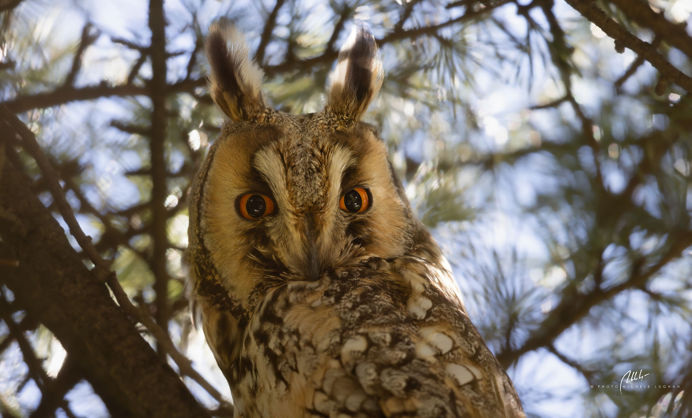 Asio otus (short-eared owl)