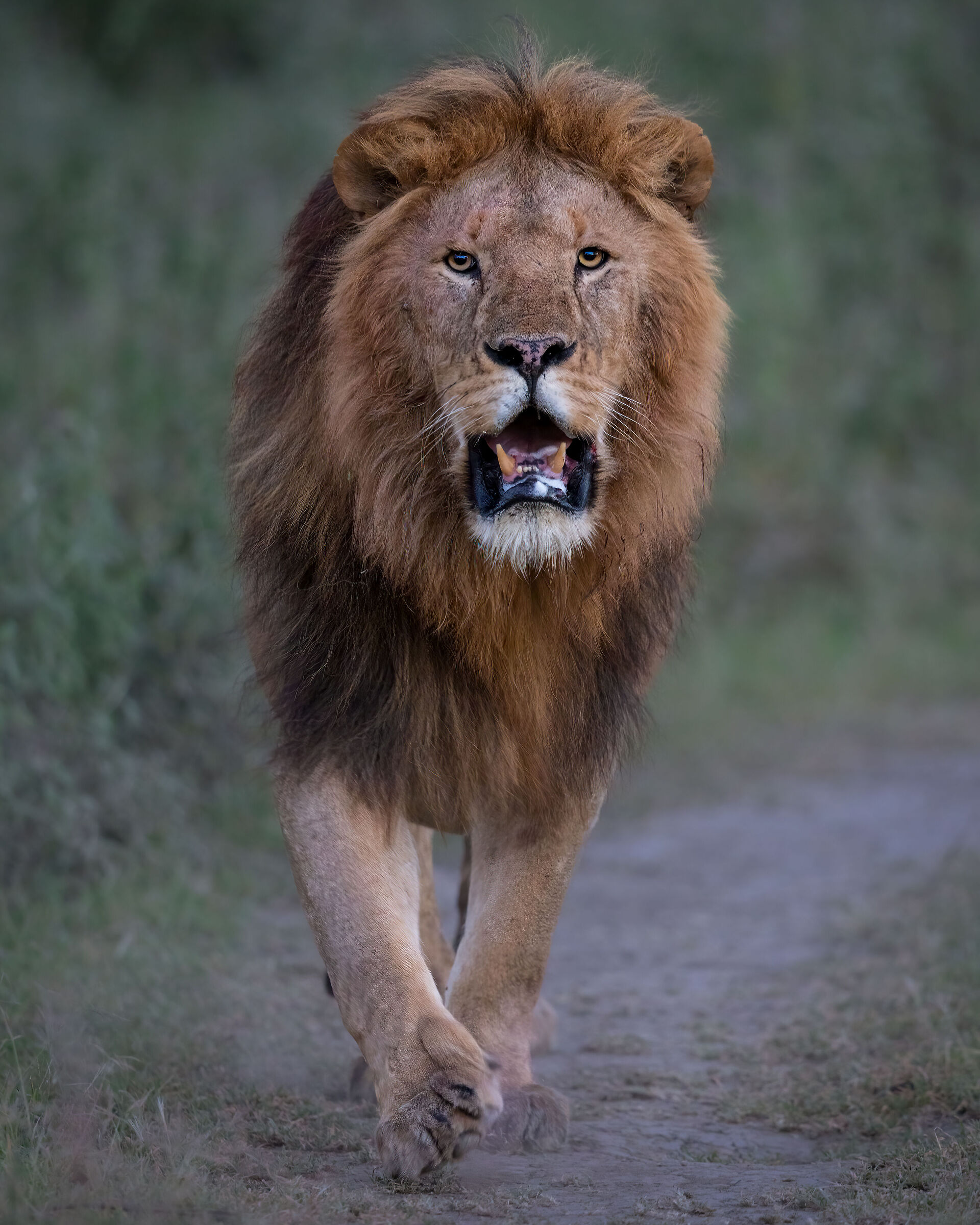 Leo at first light