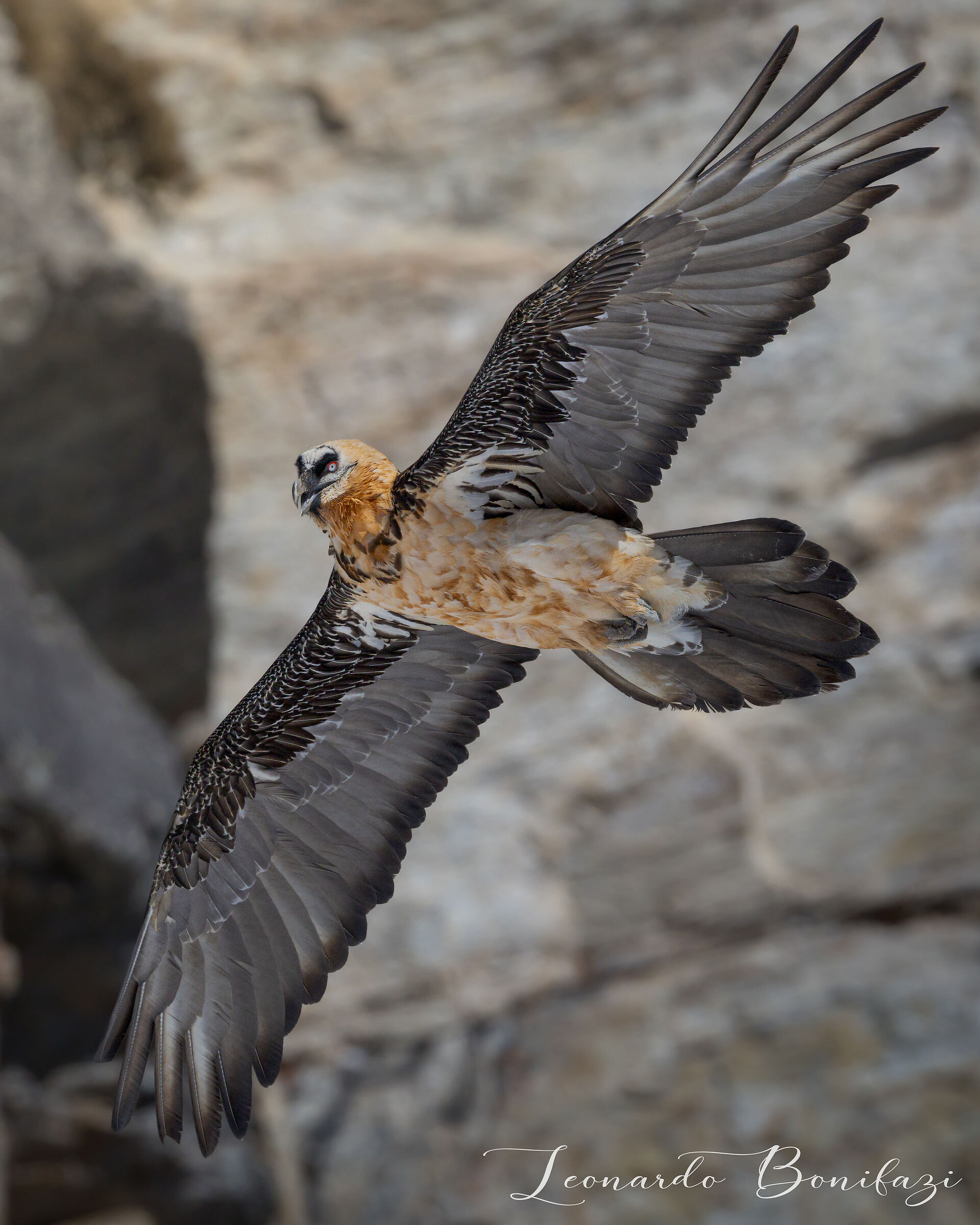 Bearded vulture in turn