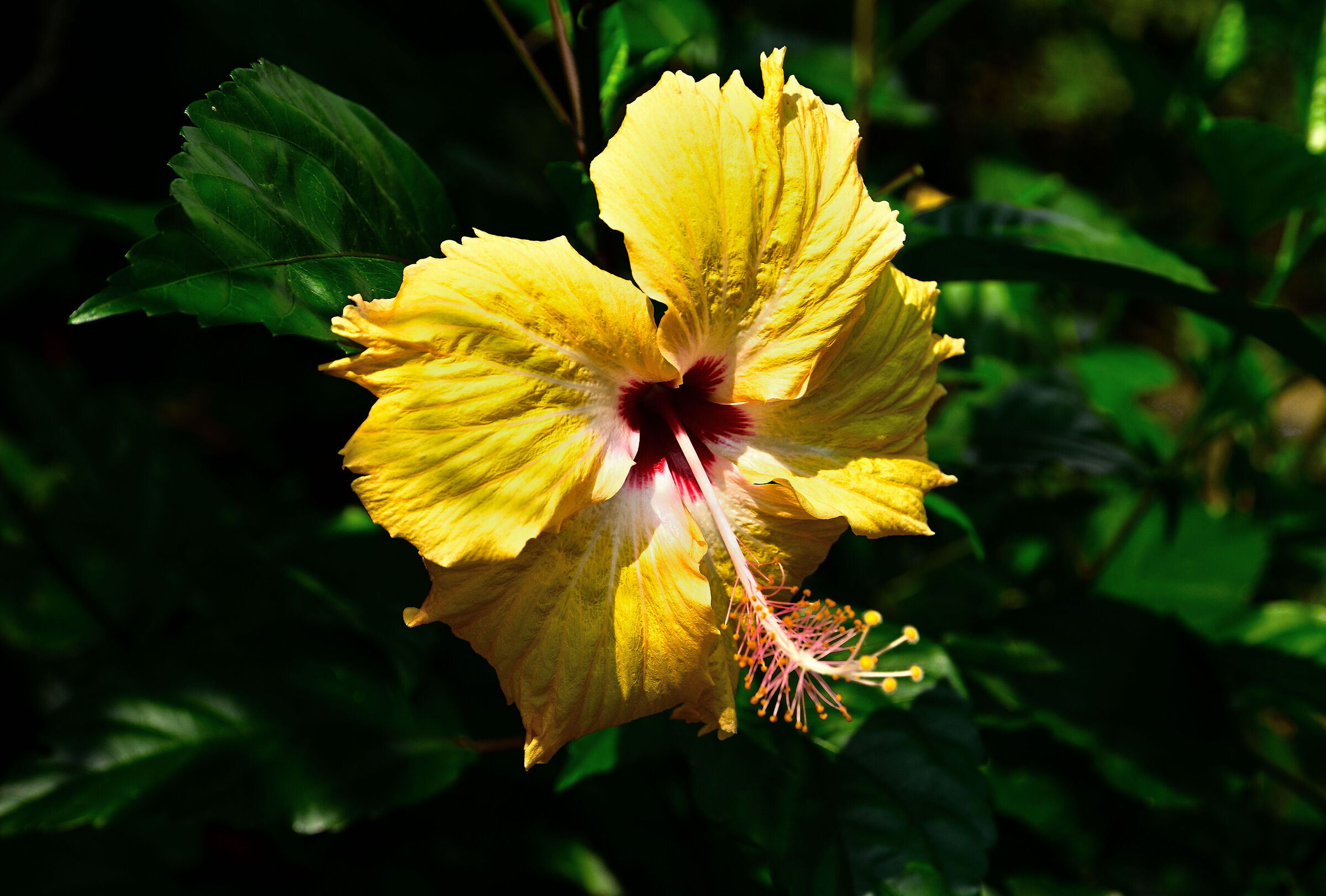Yellow hibiscus
