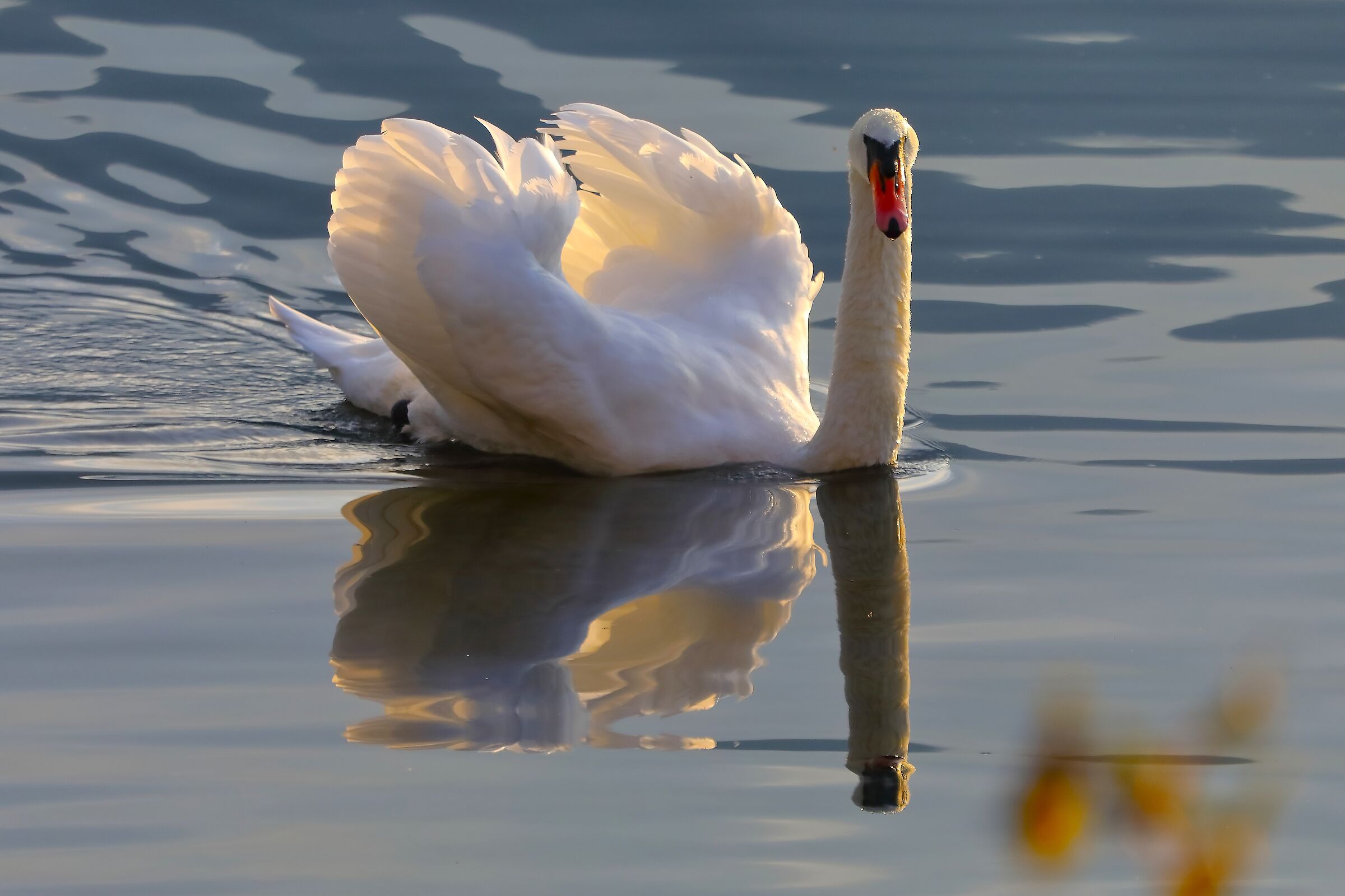 Cigno R 28 ottobre 2024 - 0039