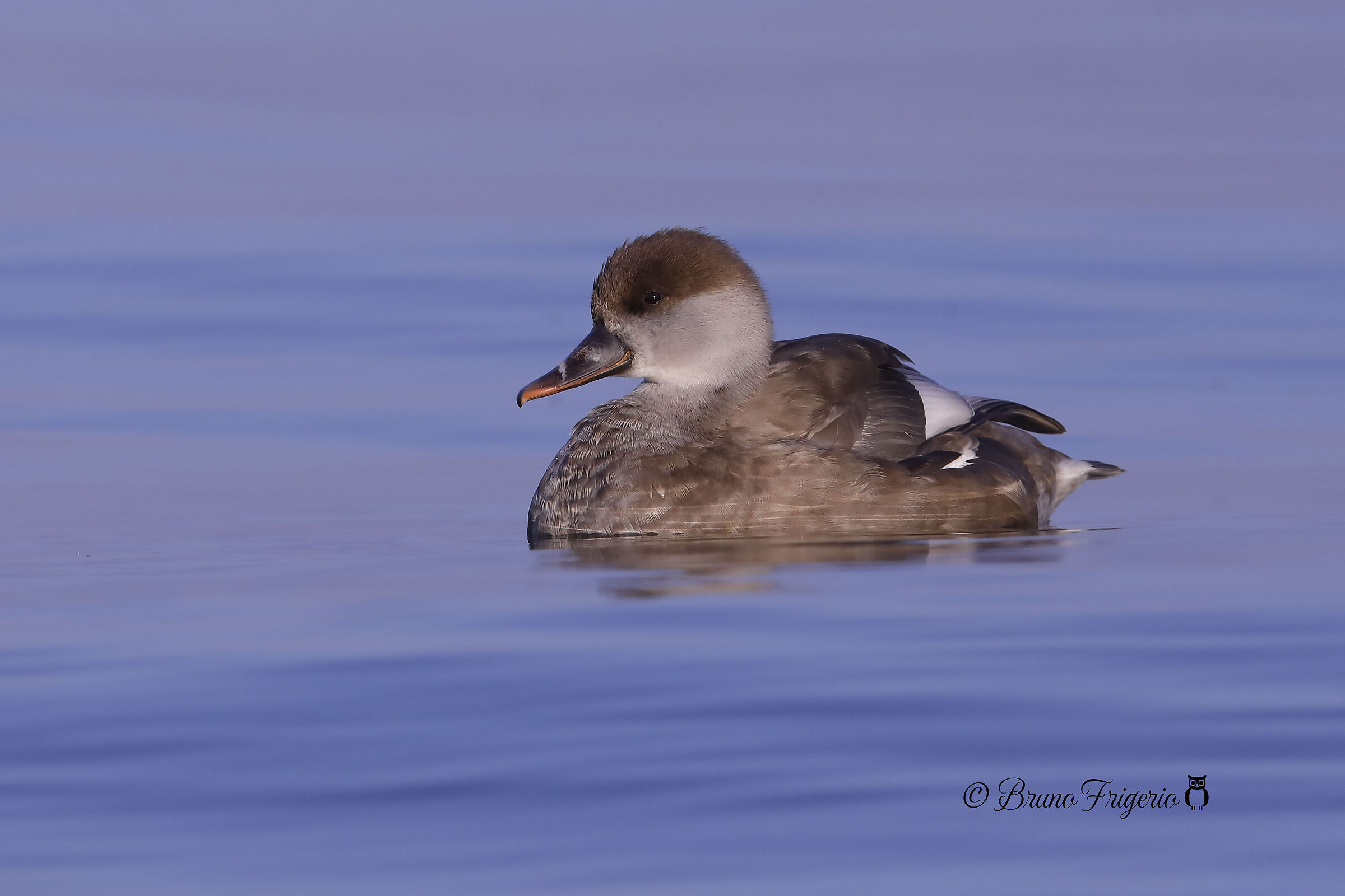 Turkish fission female