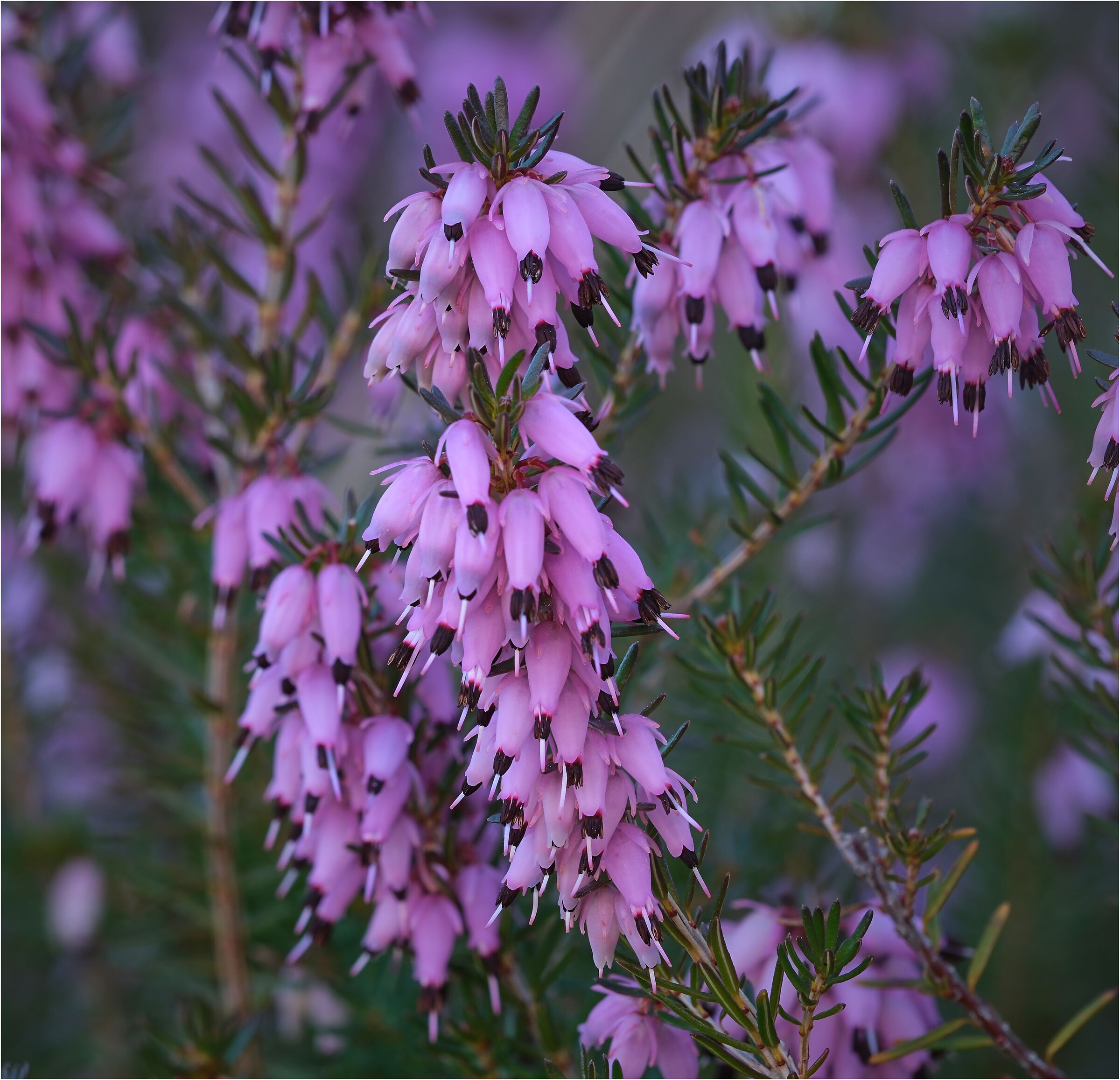 -pink snow heather-