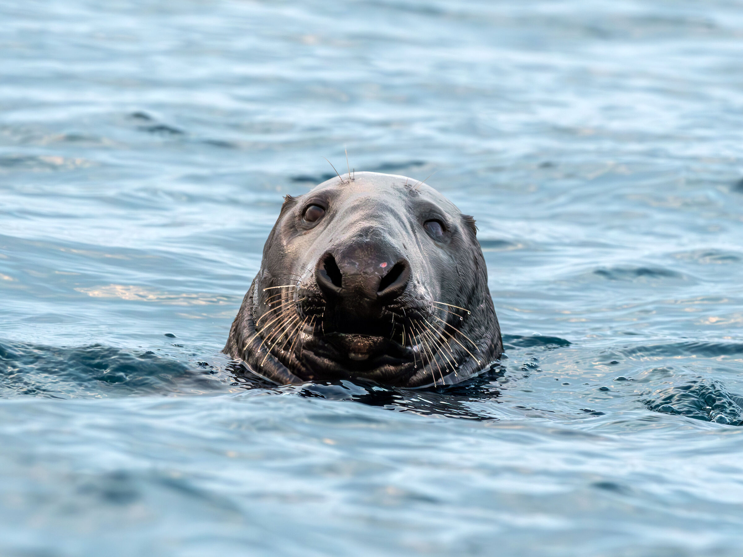 Foca grigia (Halichoerus grypus)