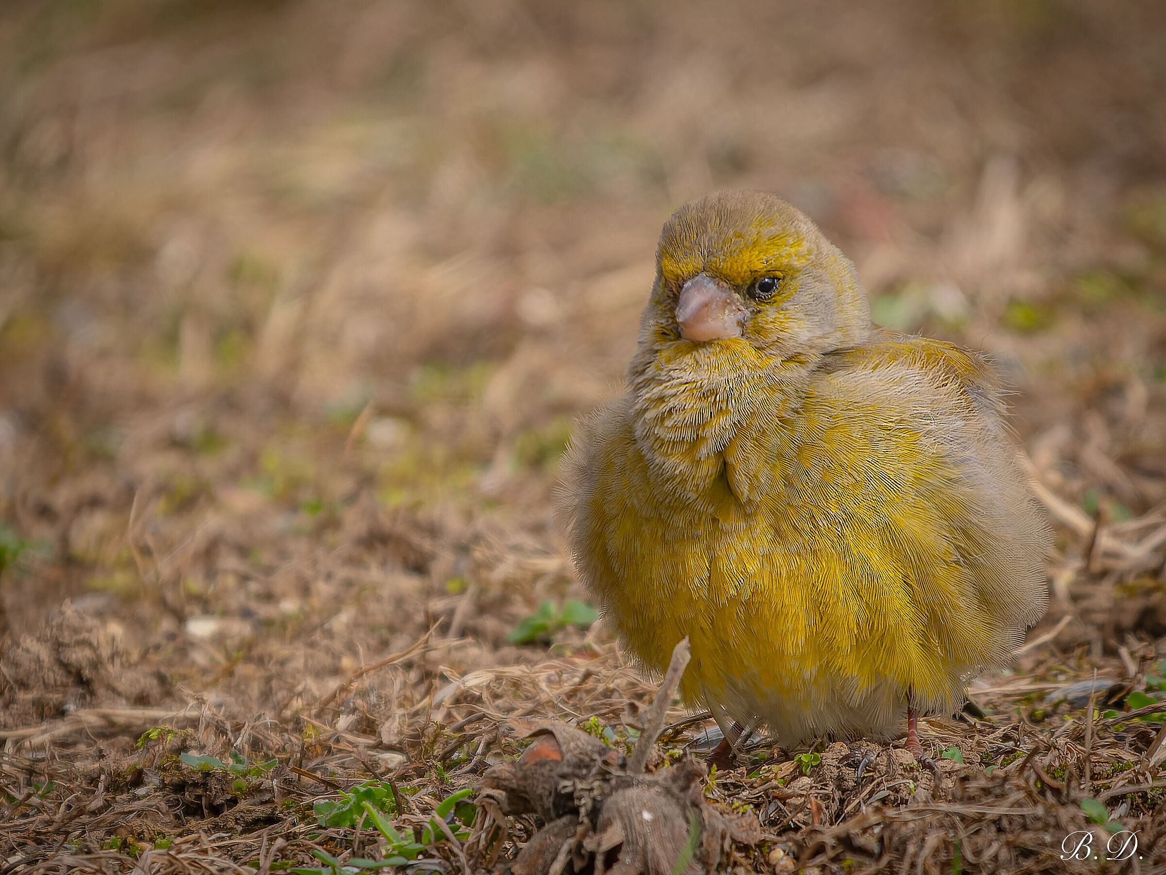 Carduelis chloris (Greenfinch)