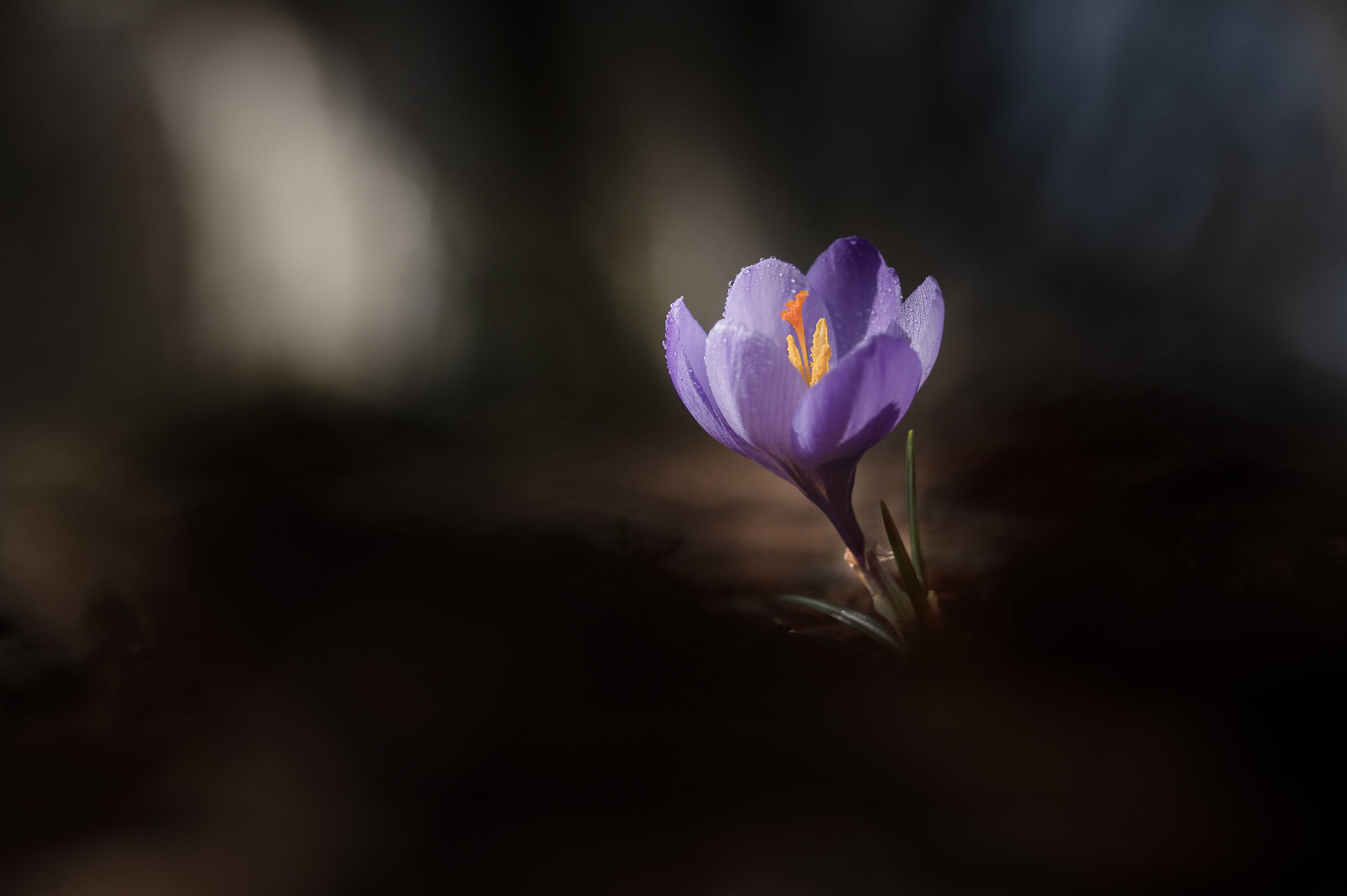 Crocus