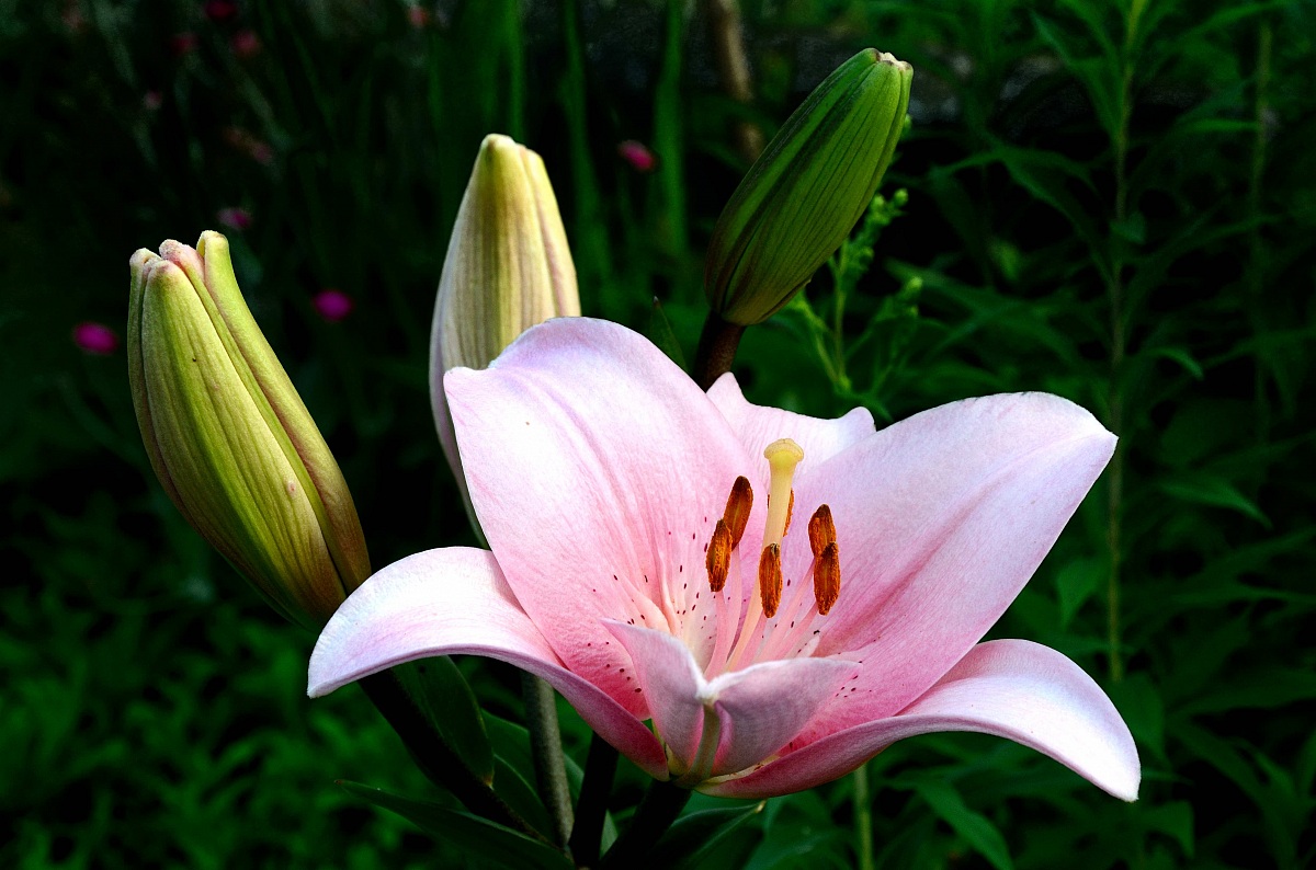 Lilium, so my wife said ...