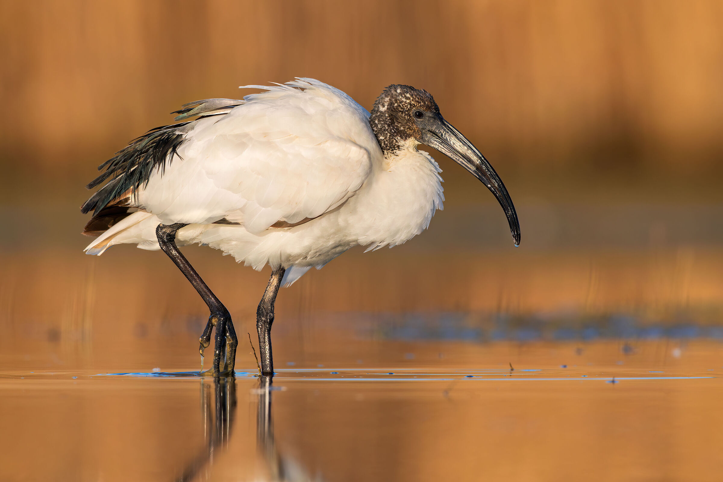 Sacred Ibis