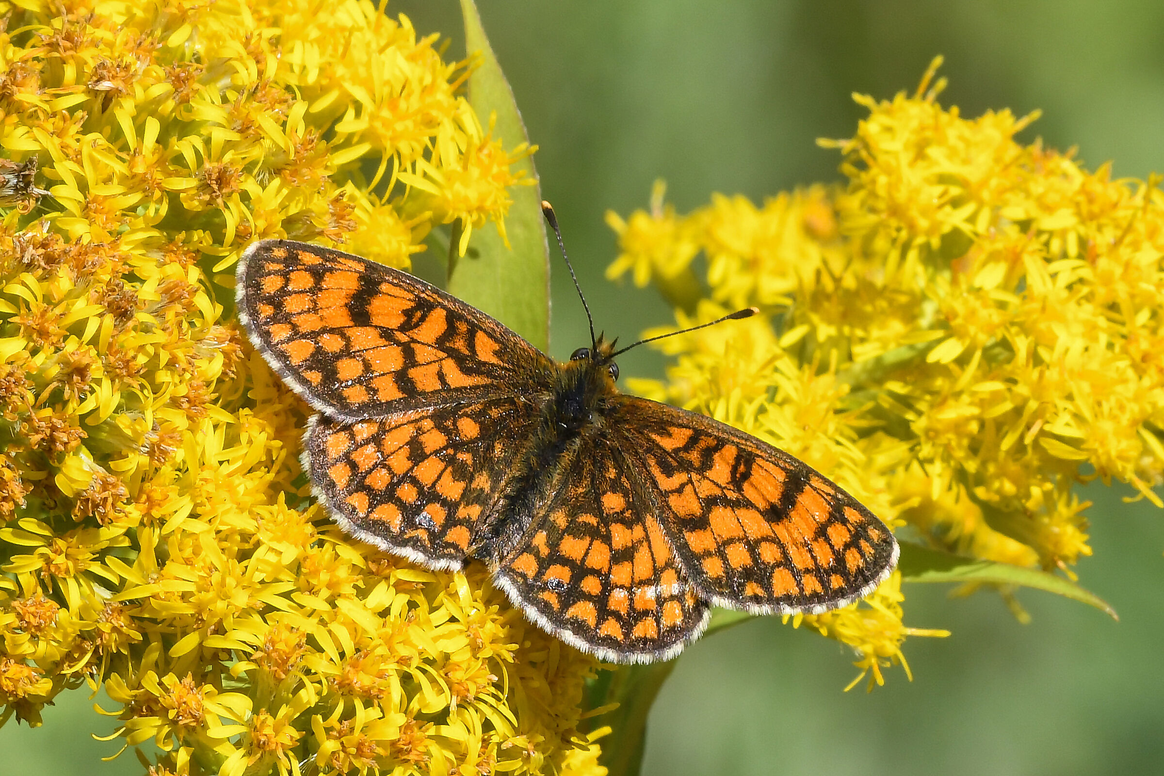 Melitaea celadussa
