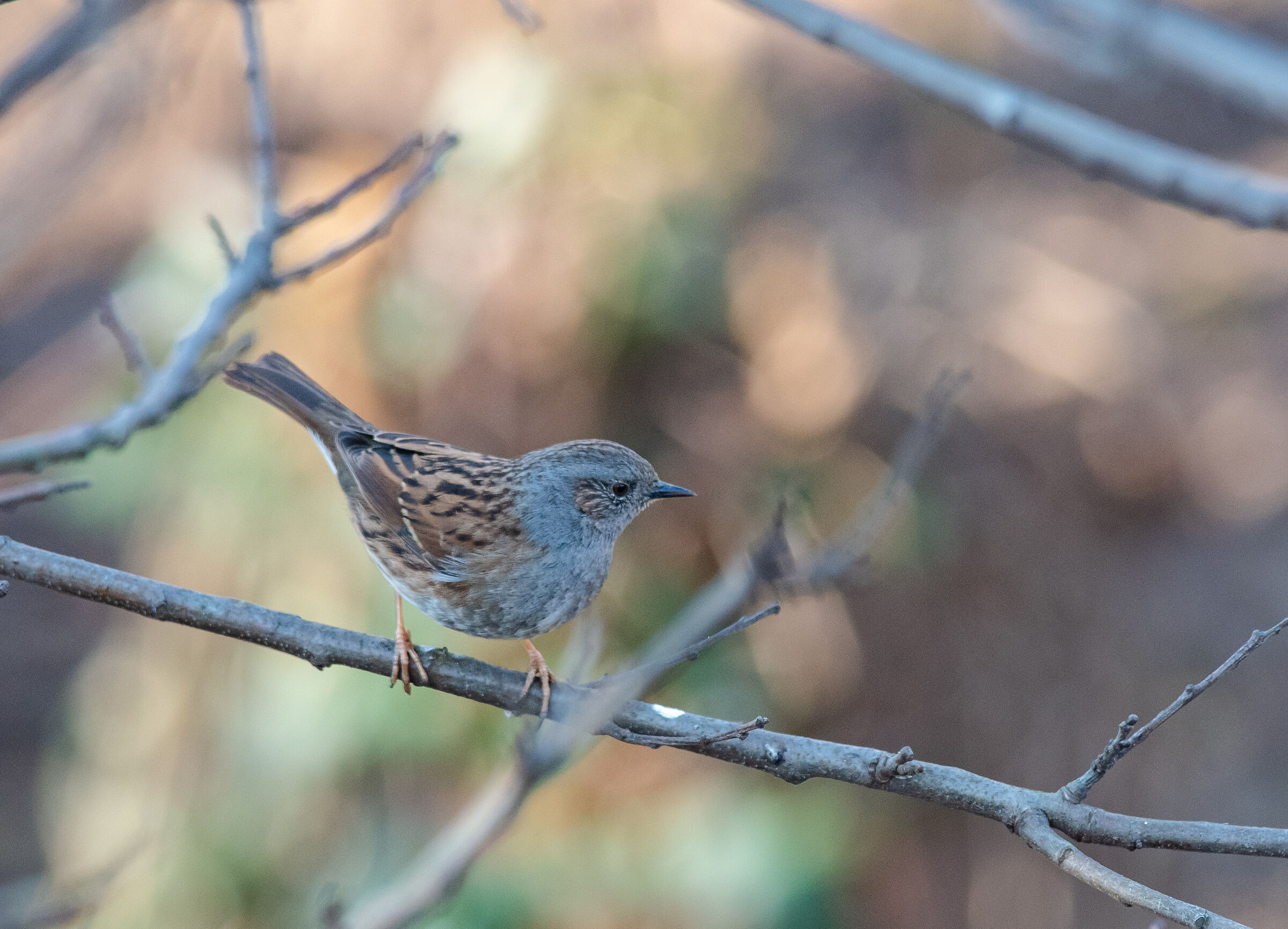 Dunnock