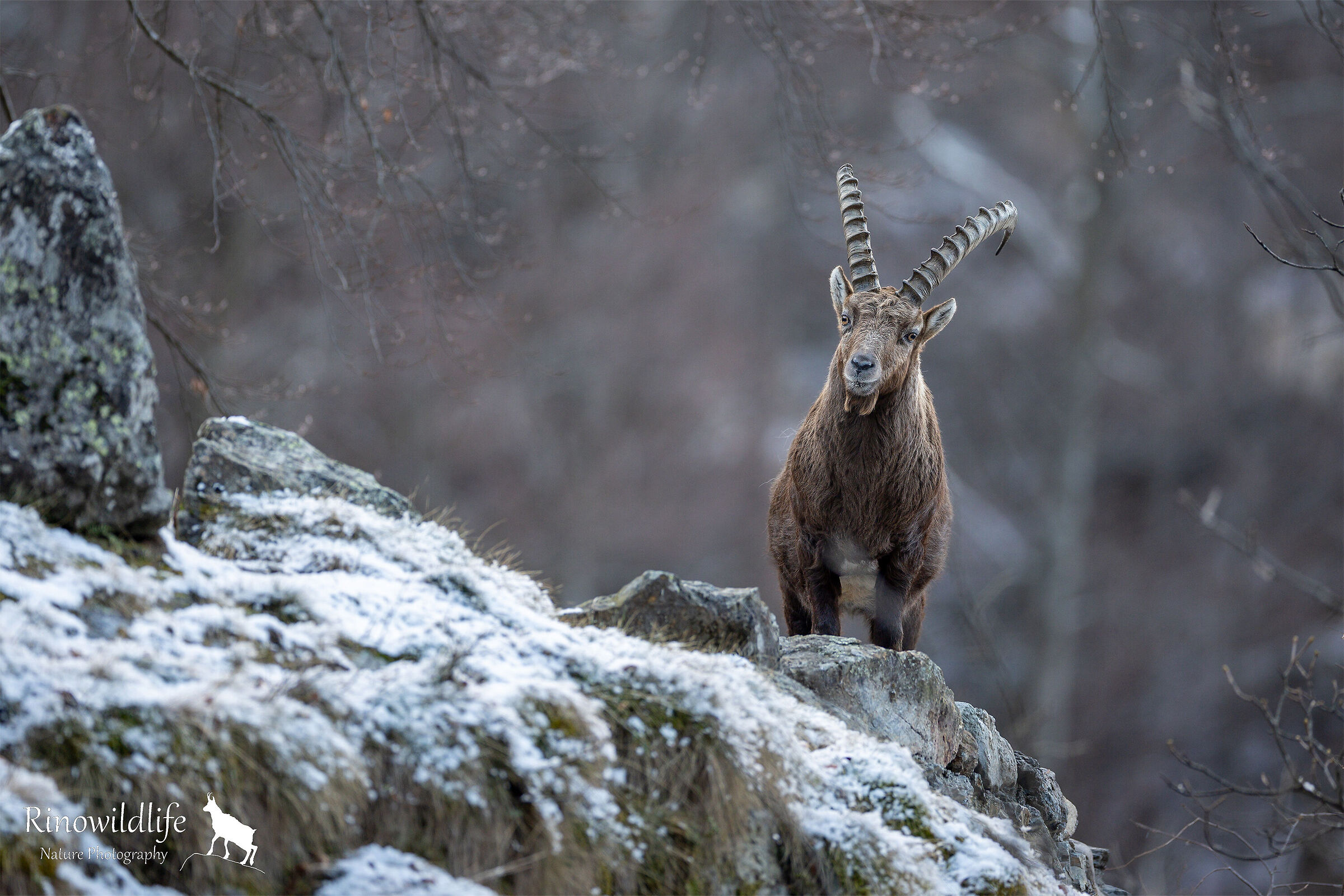 Ibex
