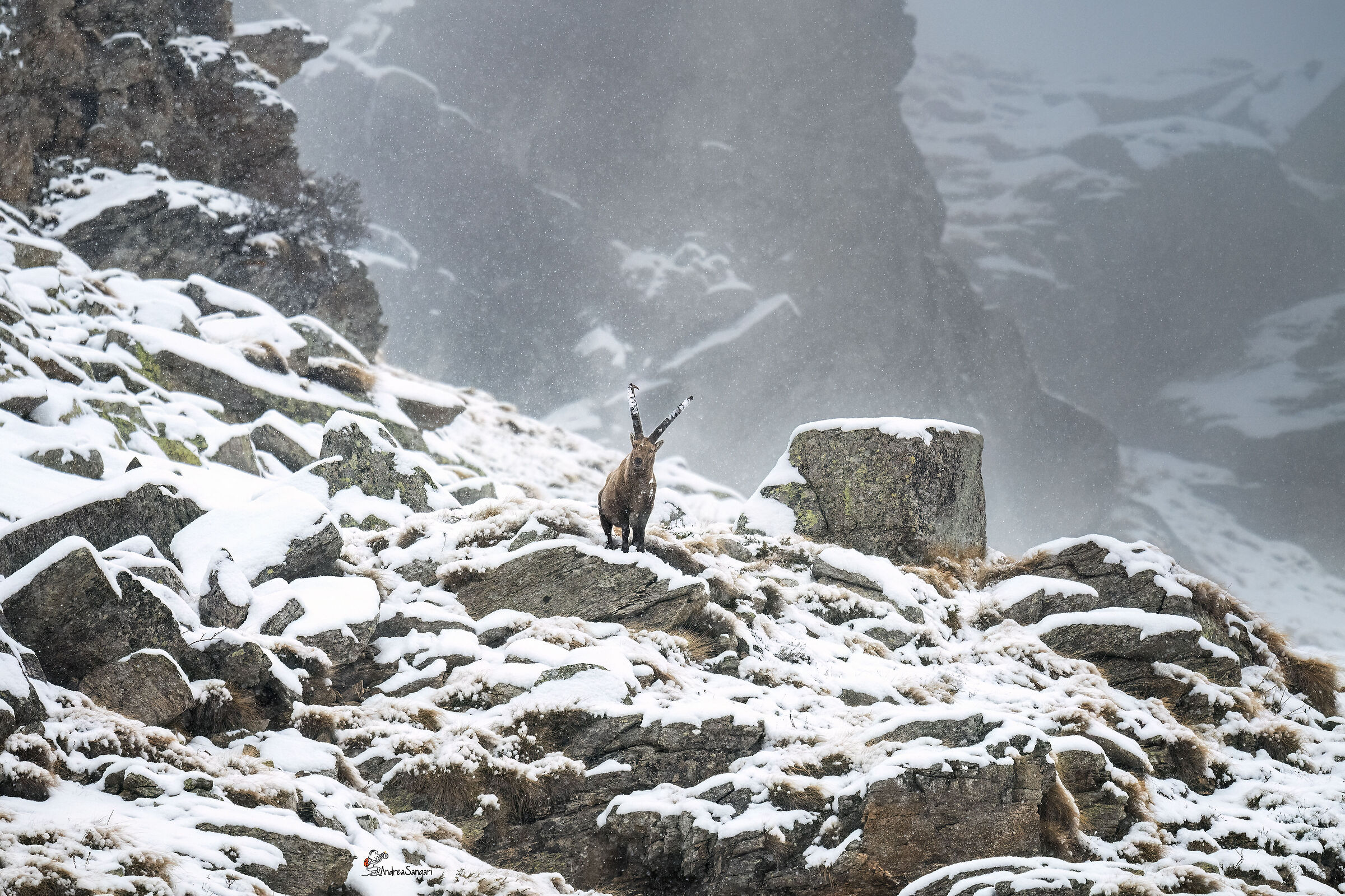 The ibex in the storm