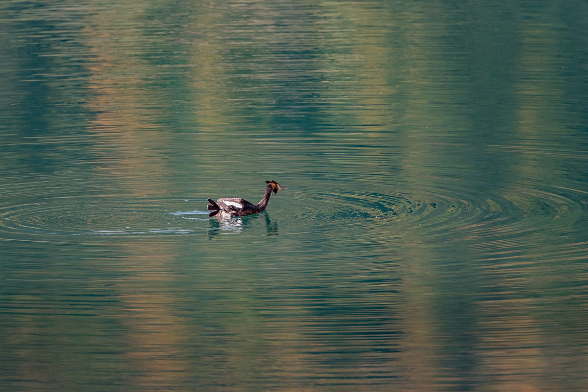 Svasso in stretching