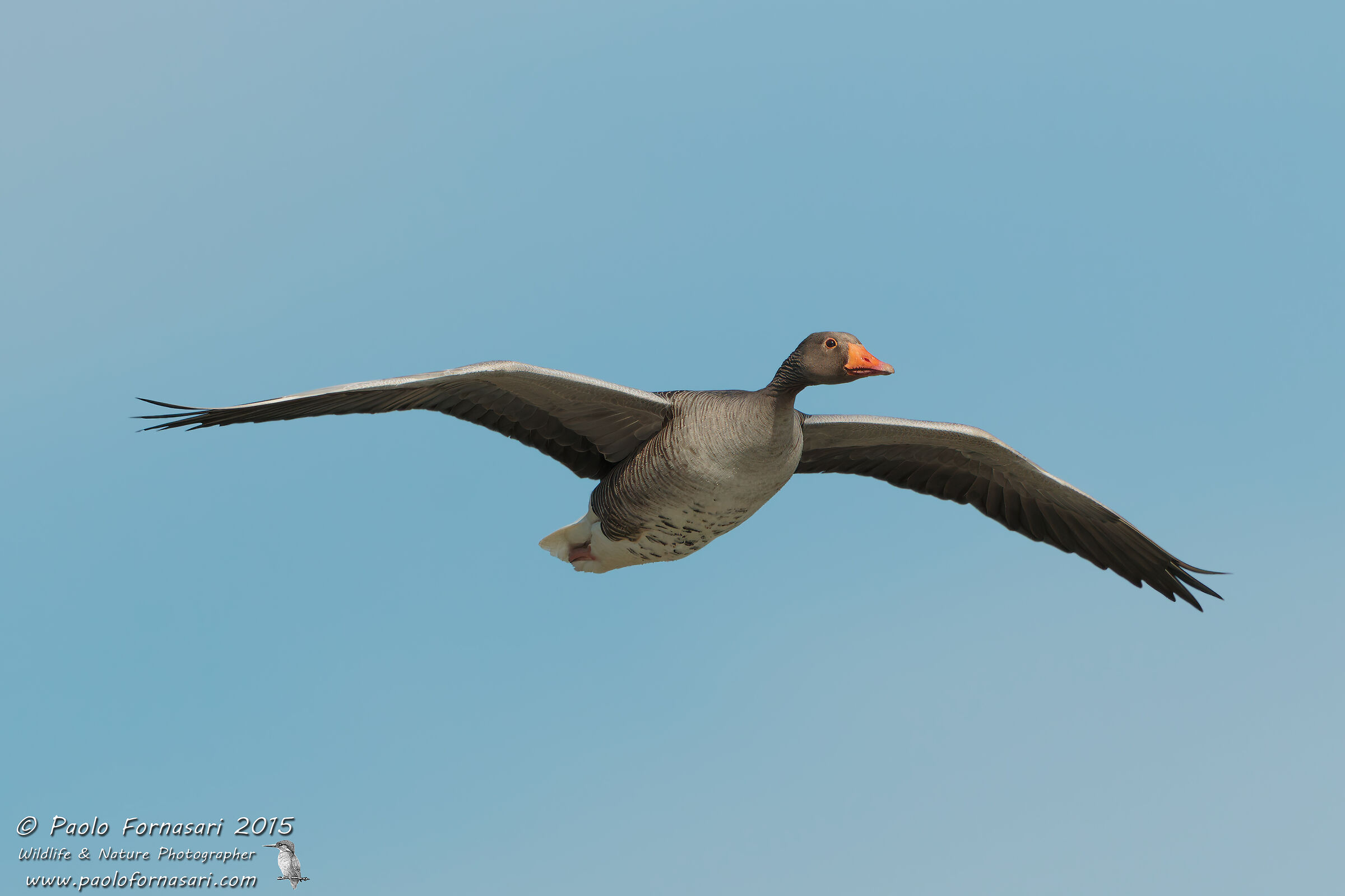 Wild goose (Anser anser)