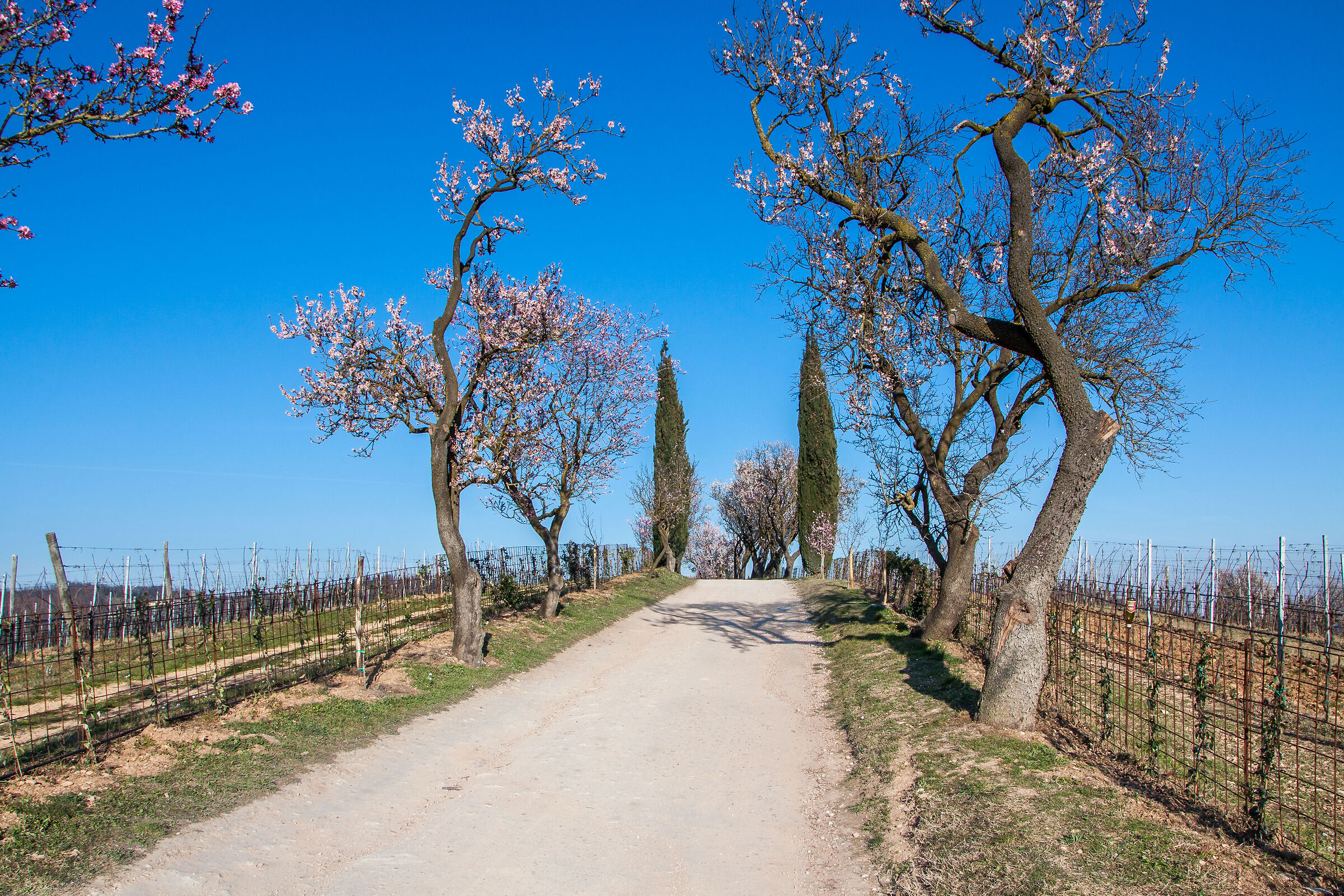 monte fasolo in fiore, colli euganei pd