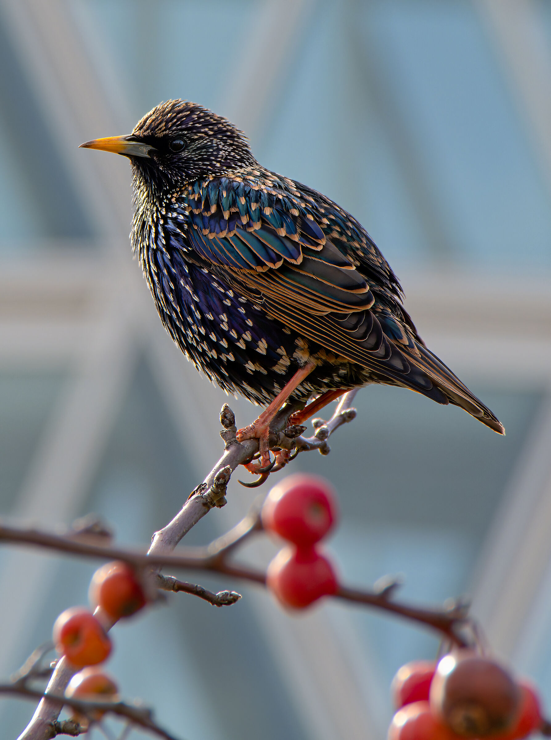 Storno - Topaz Photo AI test