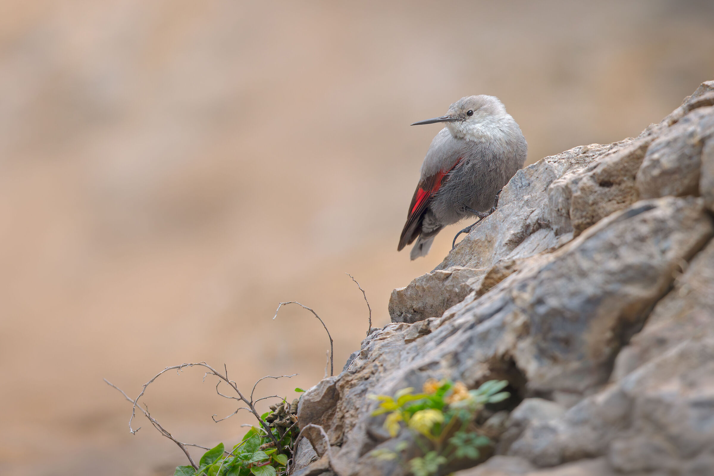 Wallcreeper