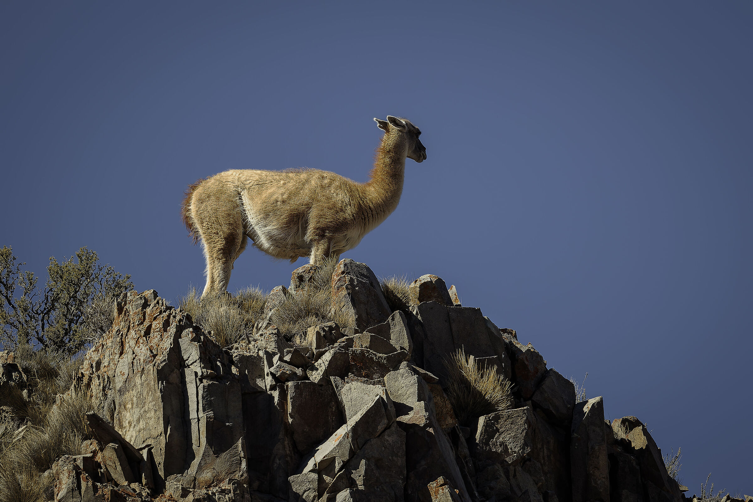 The lookout