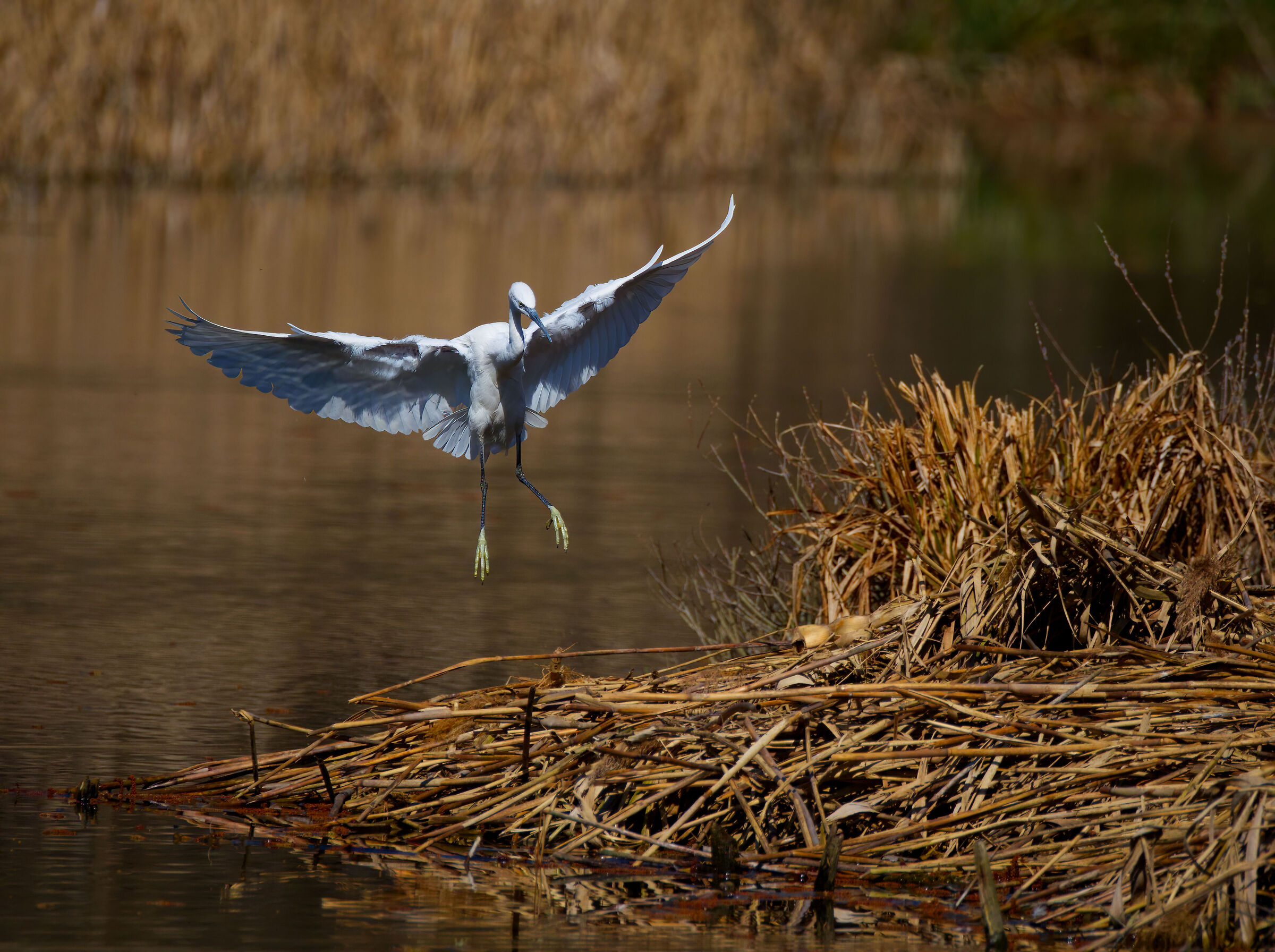 Egret Landing