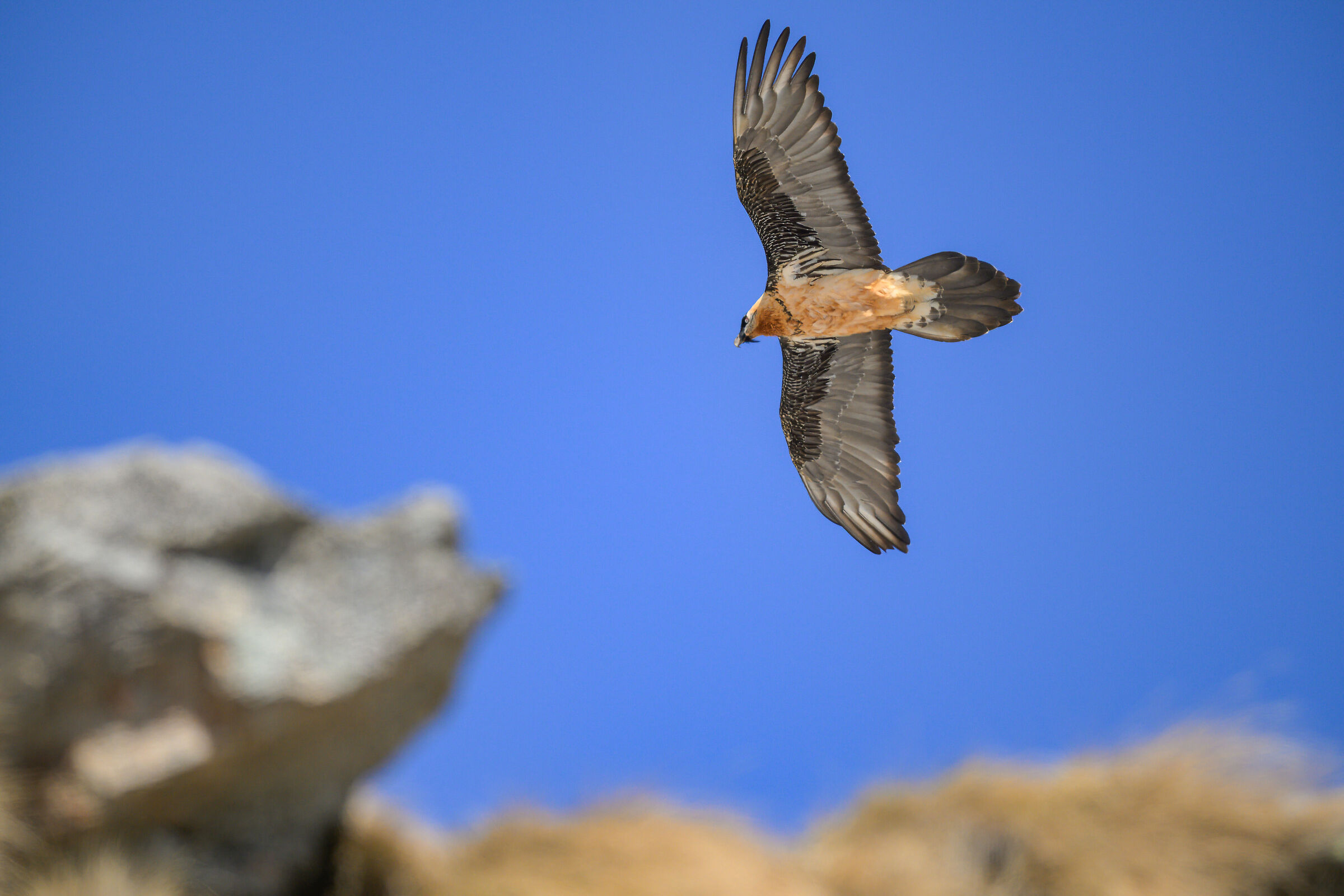 Bearded Vulture