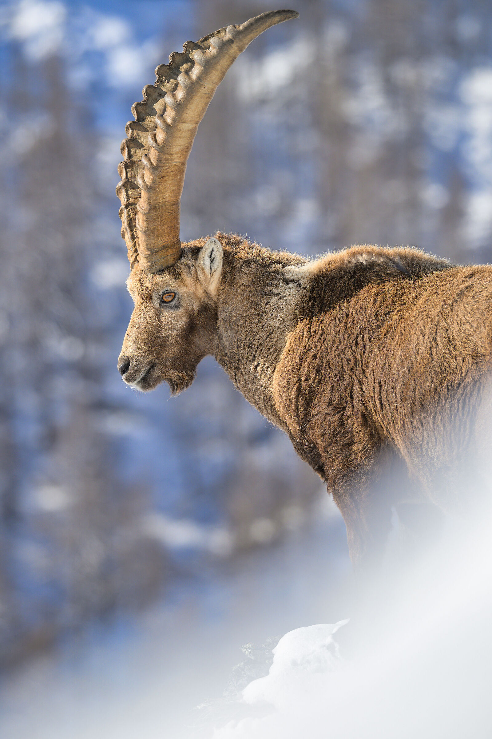 Ibex