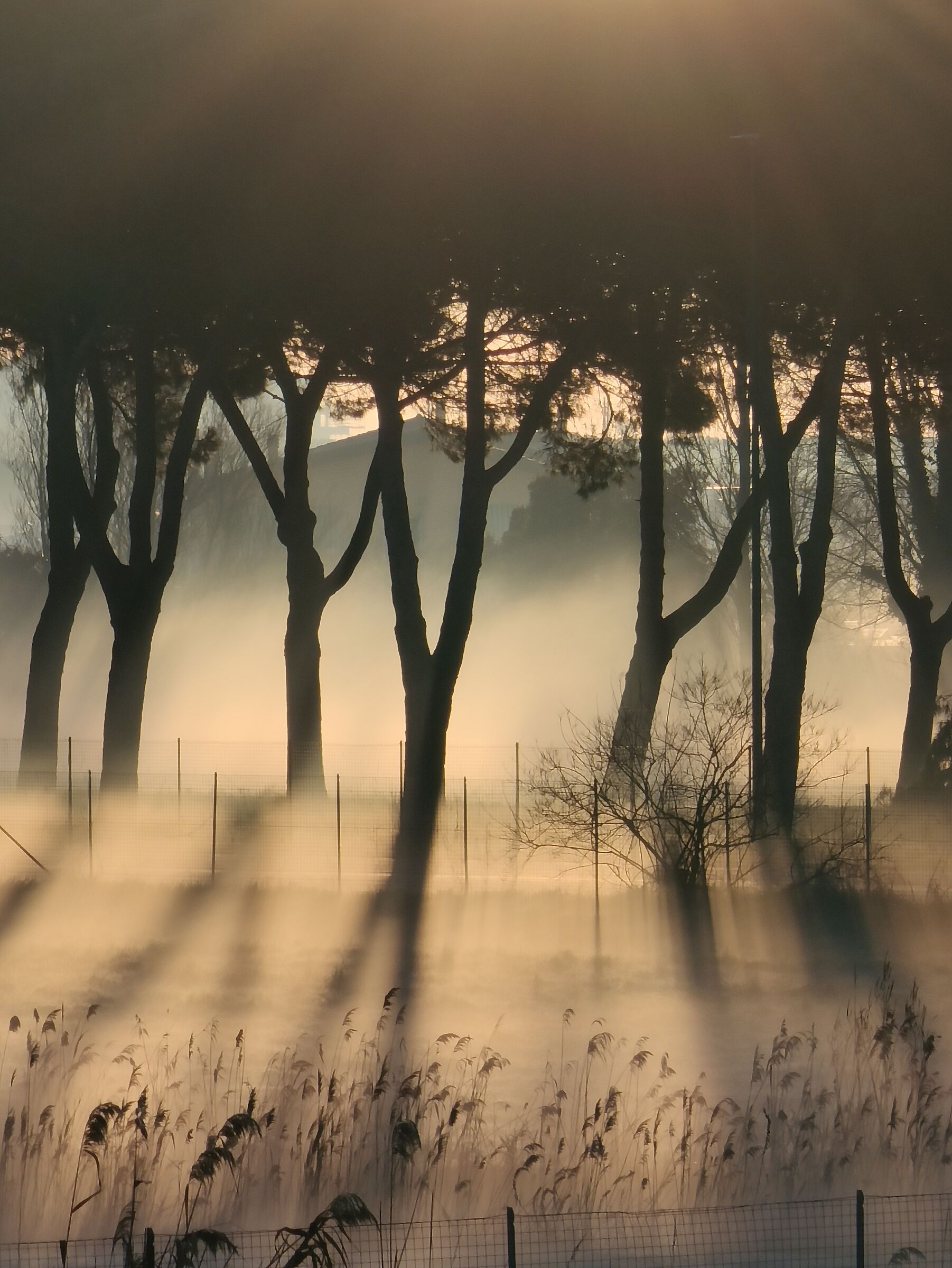 Sole e Nebbia