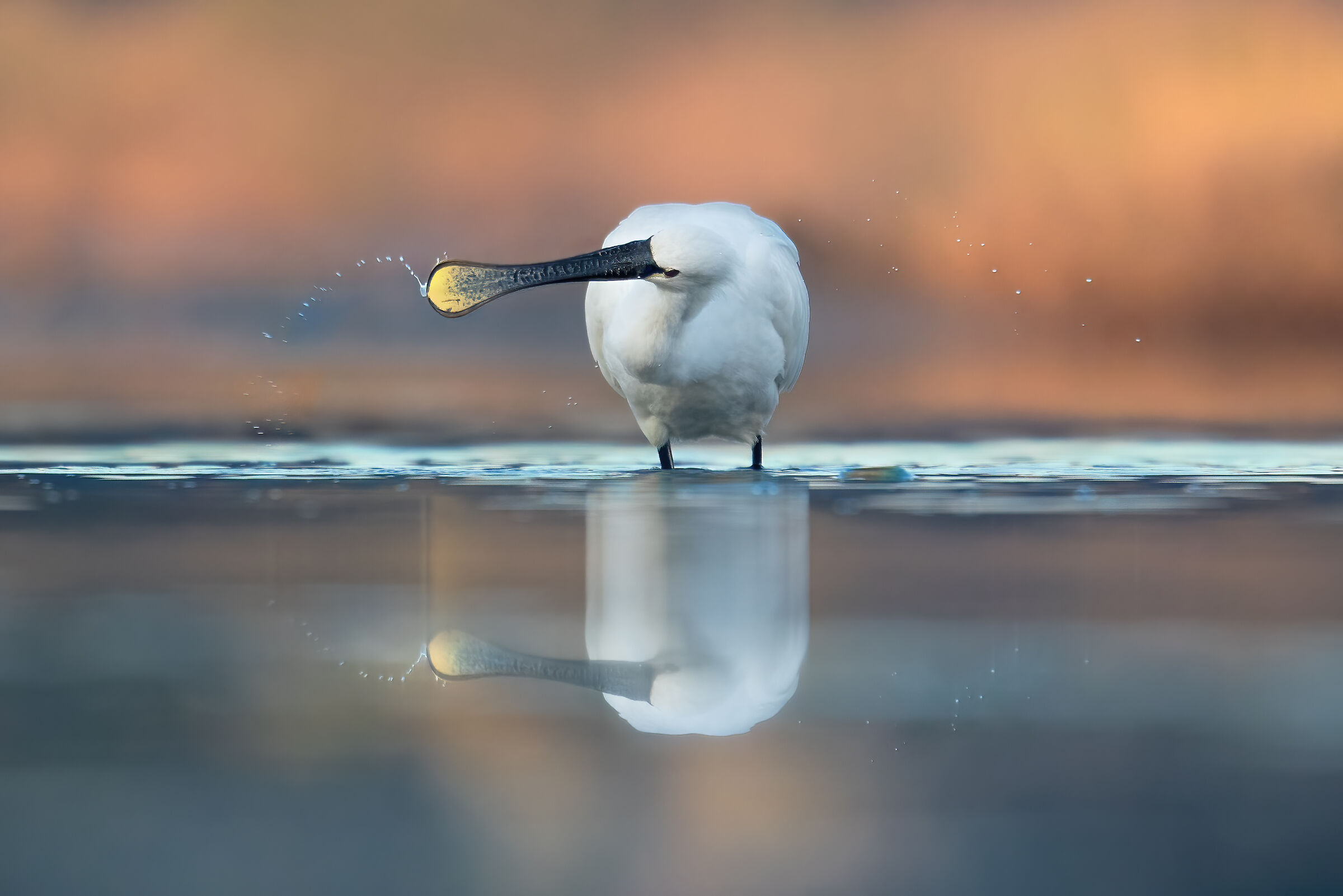 ecco spiegato il motivo perchè si chiama Spatola
