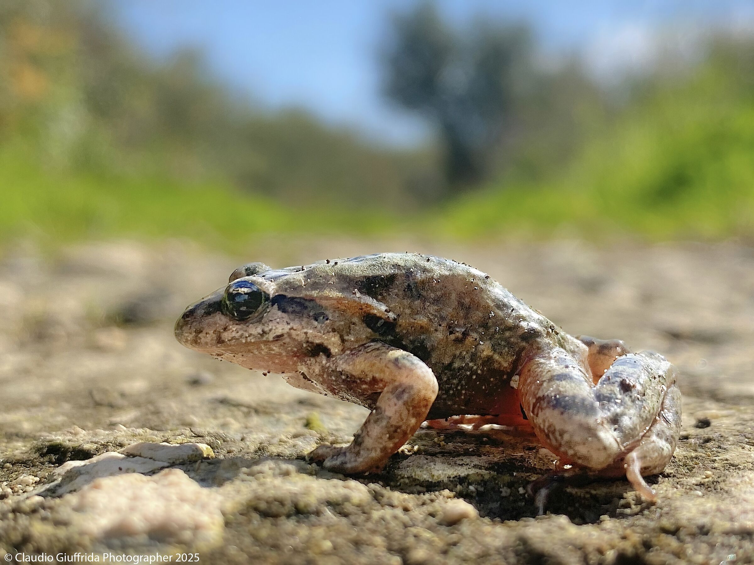 Il principe cerca moglie