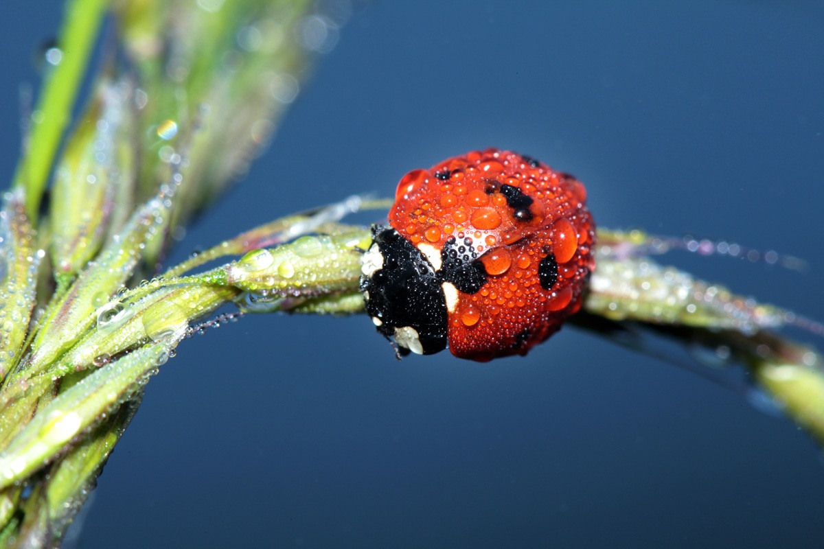 Pearls in the morning