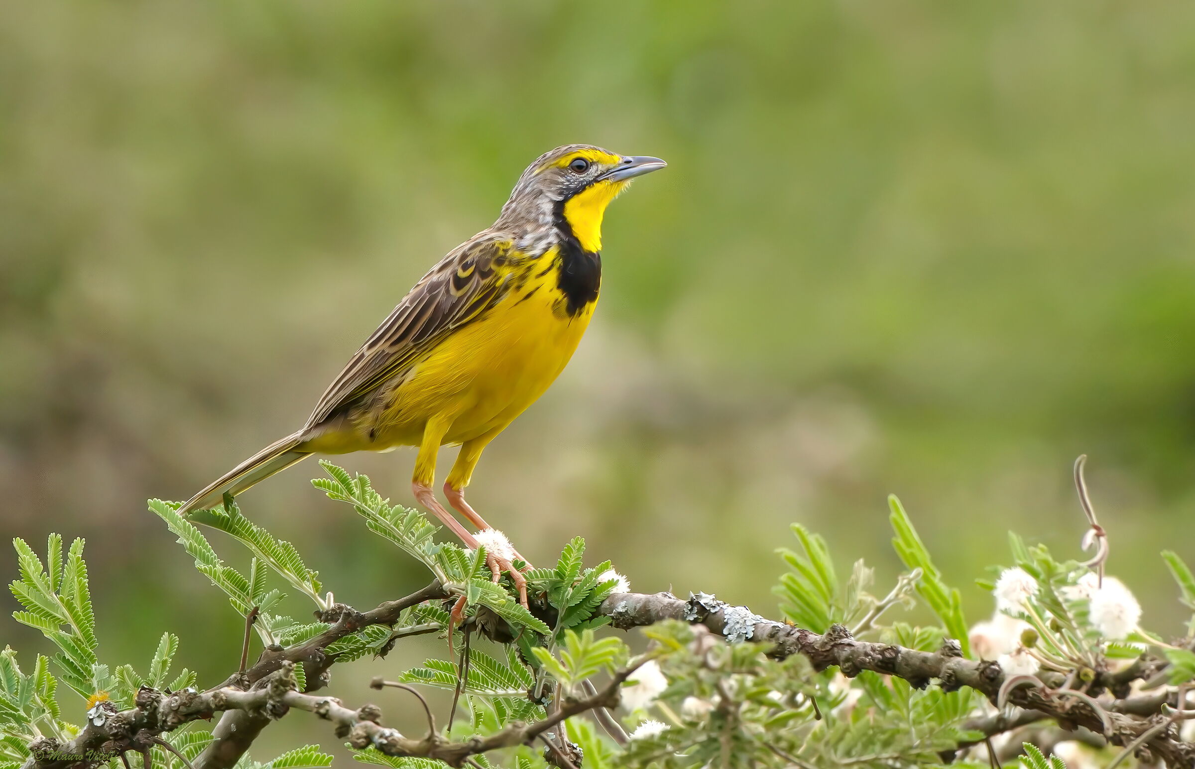 Zampagrossa golagialla (macronyx croceus)
