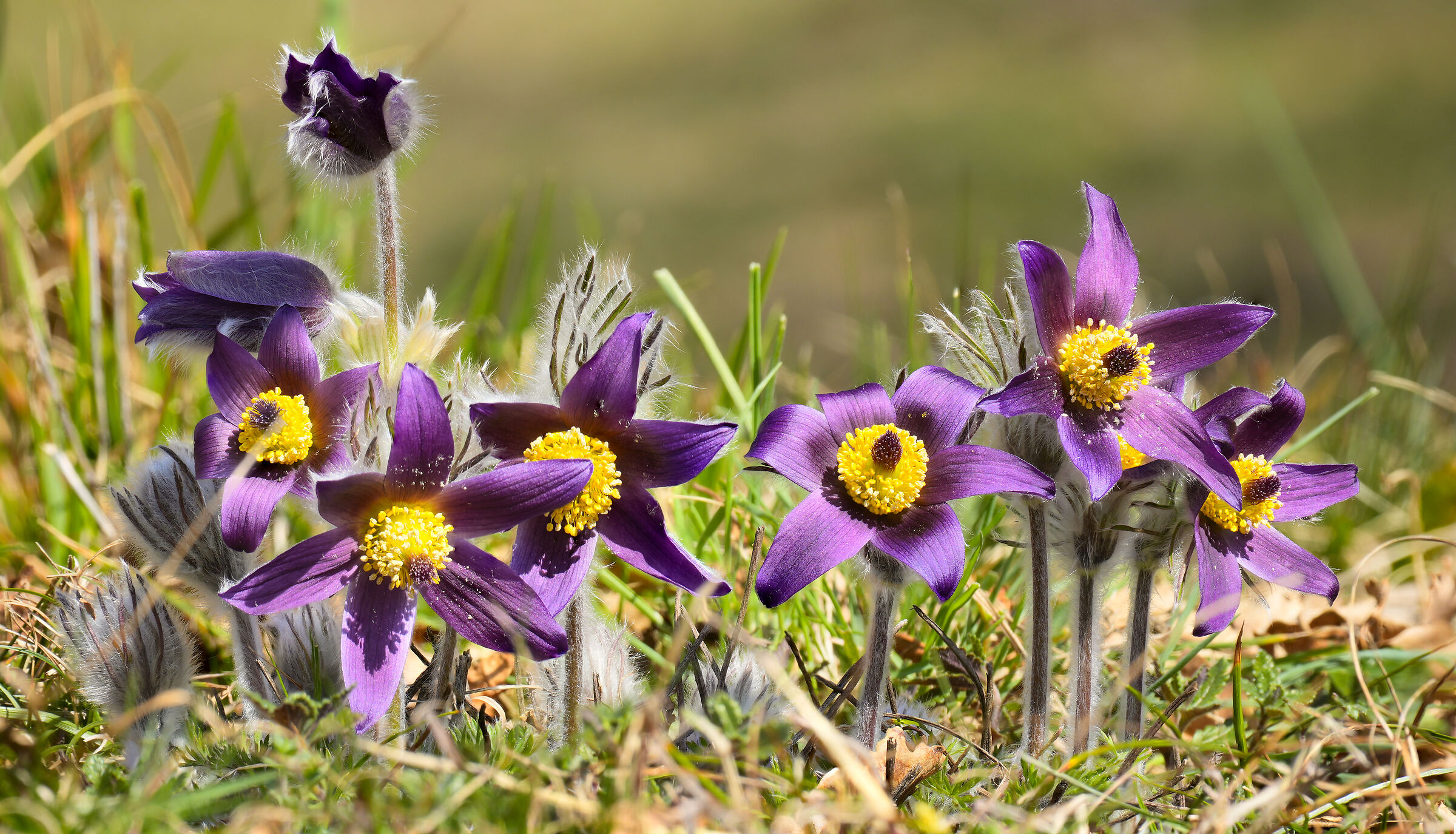 Pulsatilla