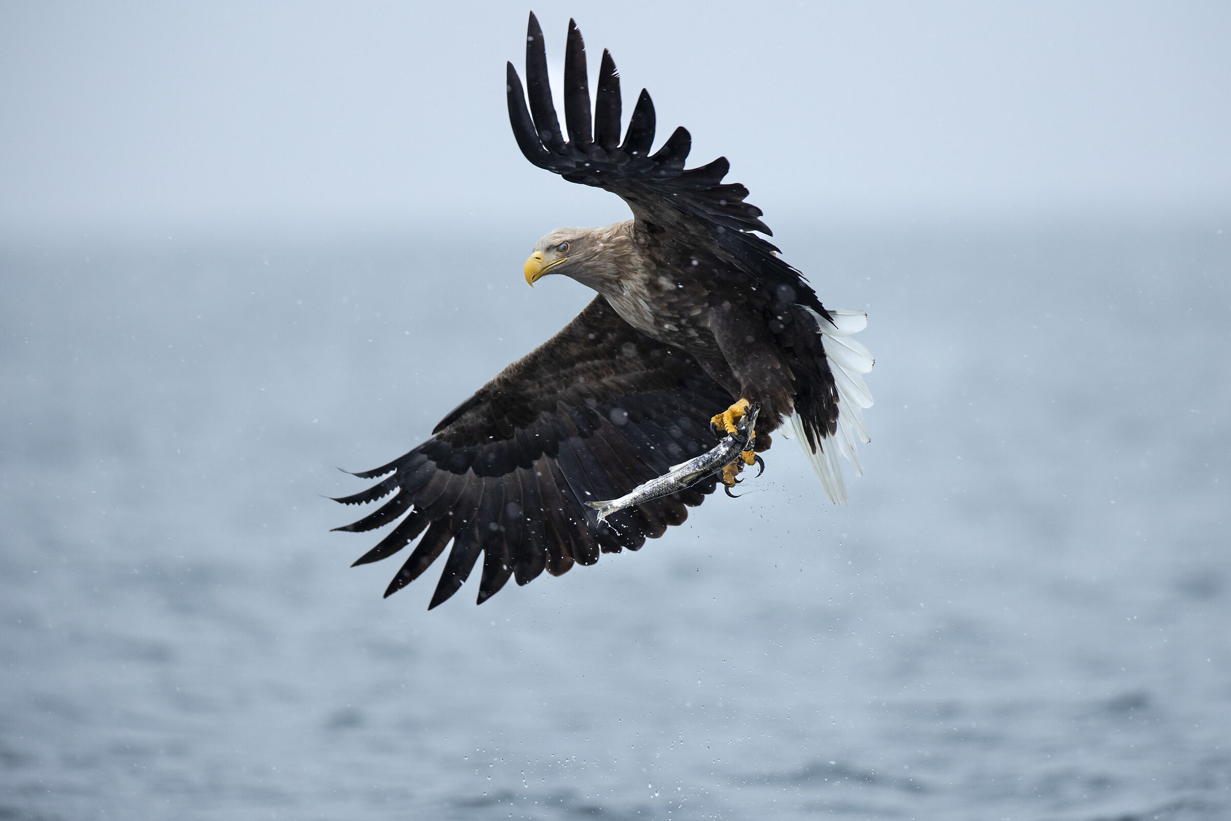 2025 Winter, Hokkaido Nature